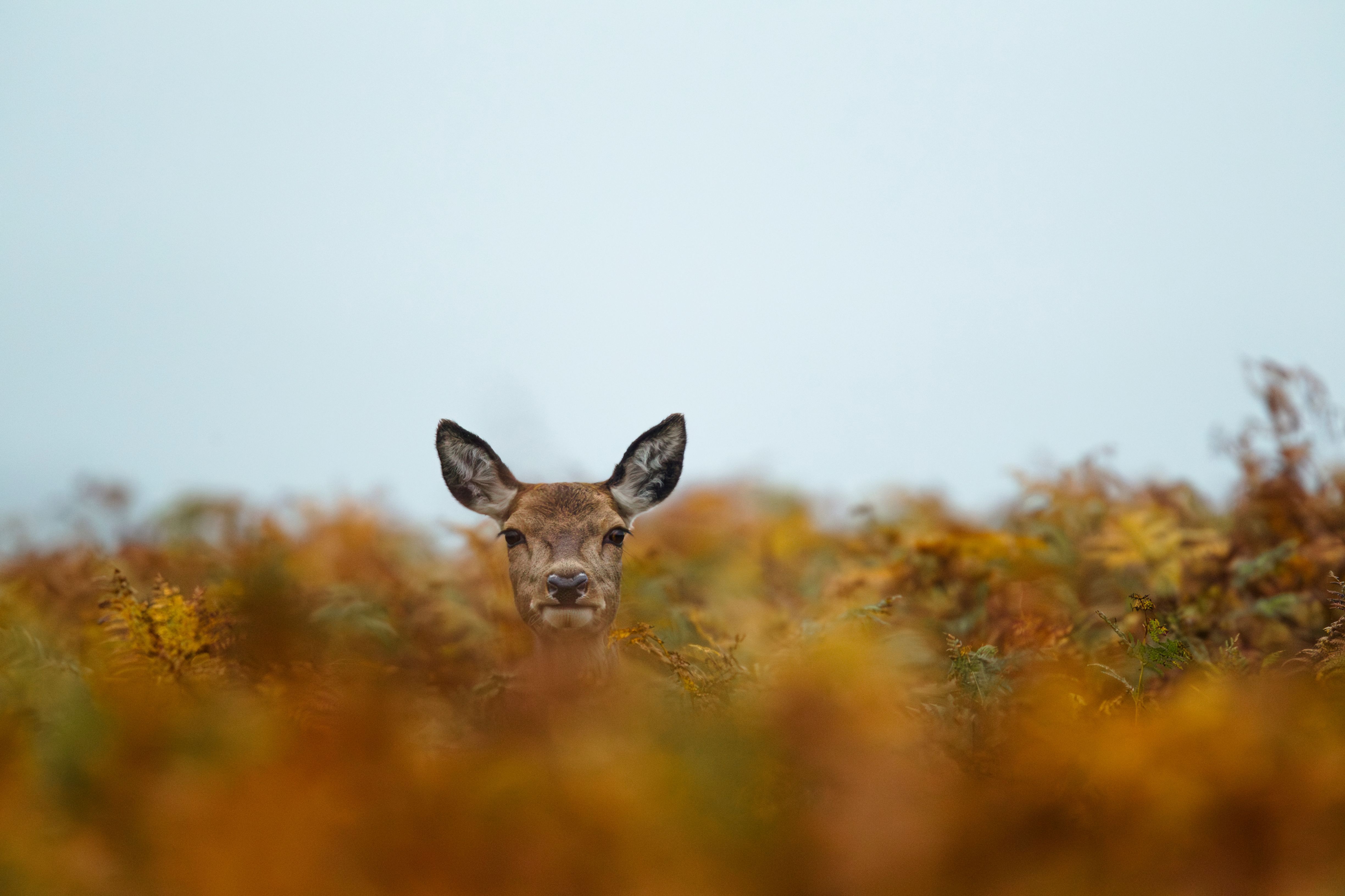 wildlife photography