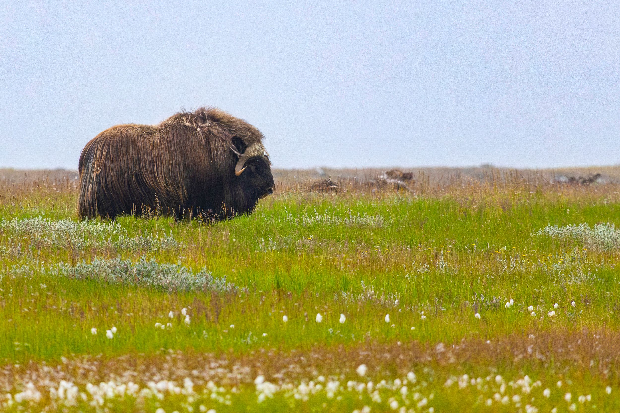 musk oxen