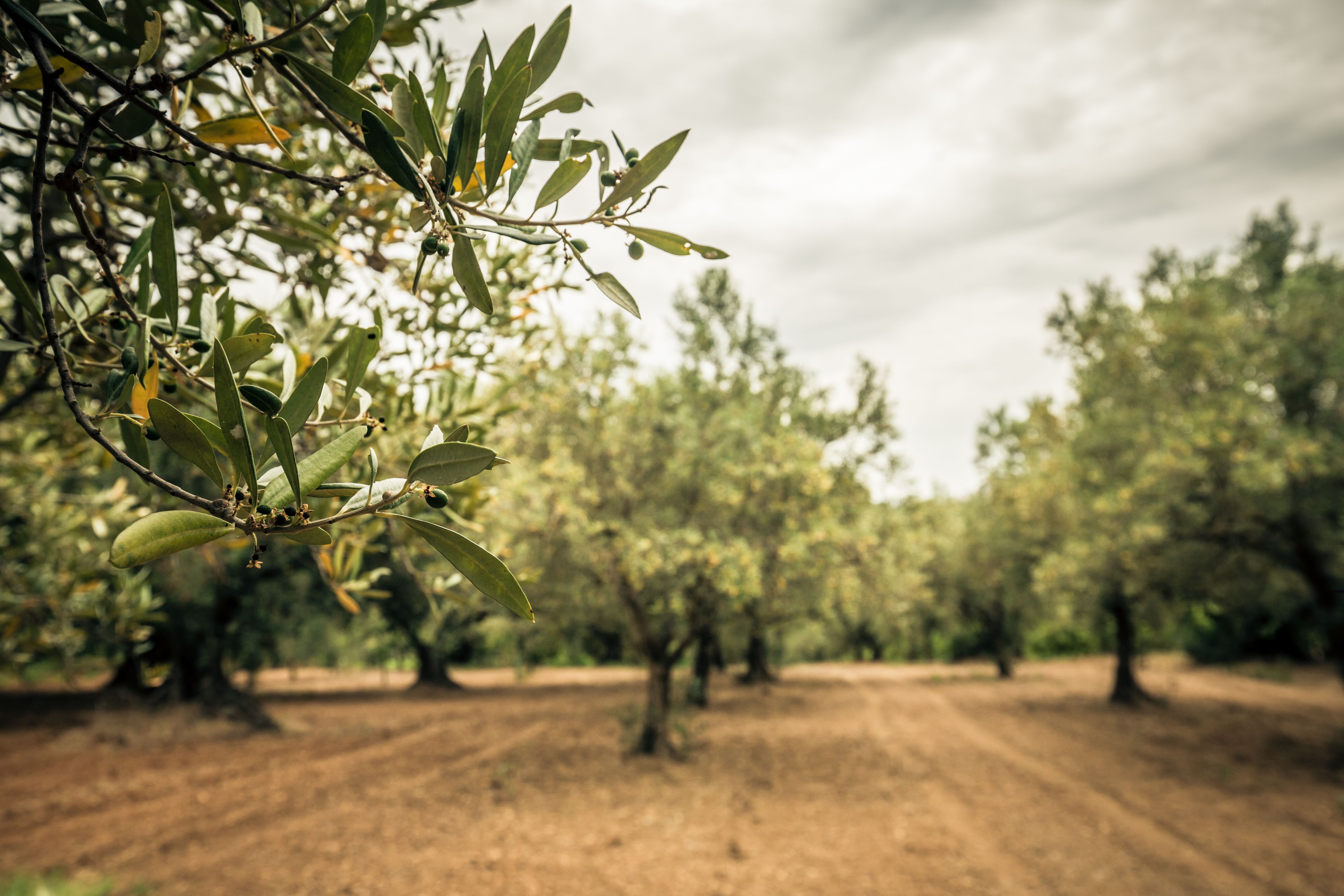 olive tree orchard