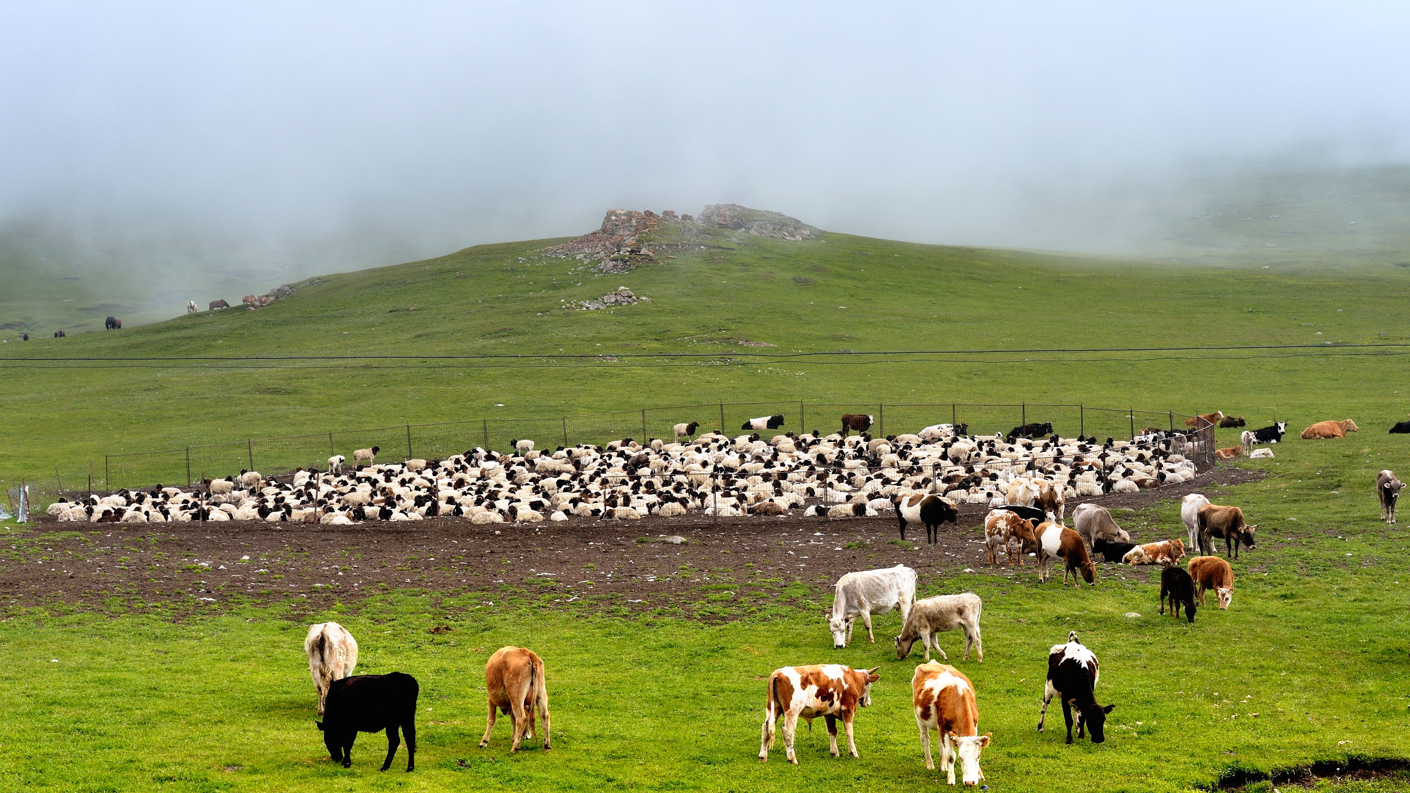 flock of sheep and cattle in Bayanbulak prairie