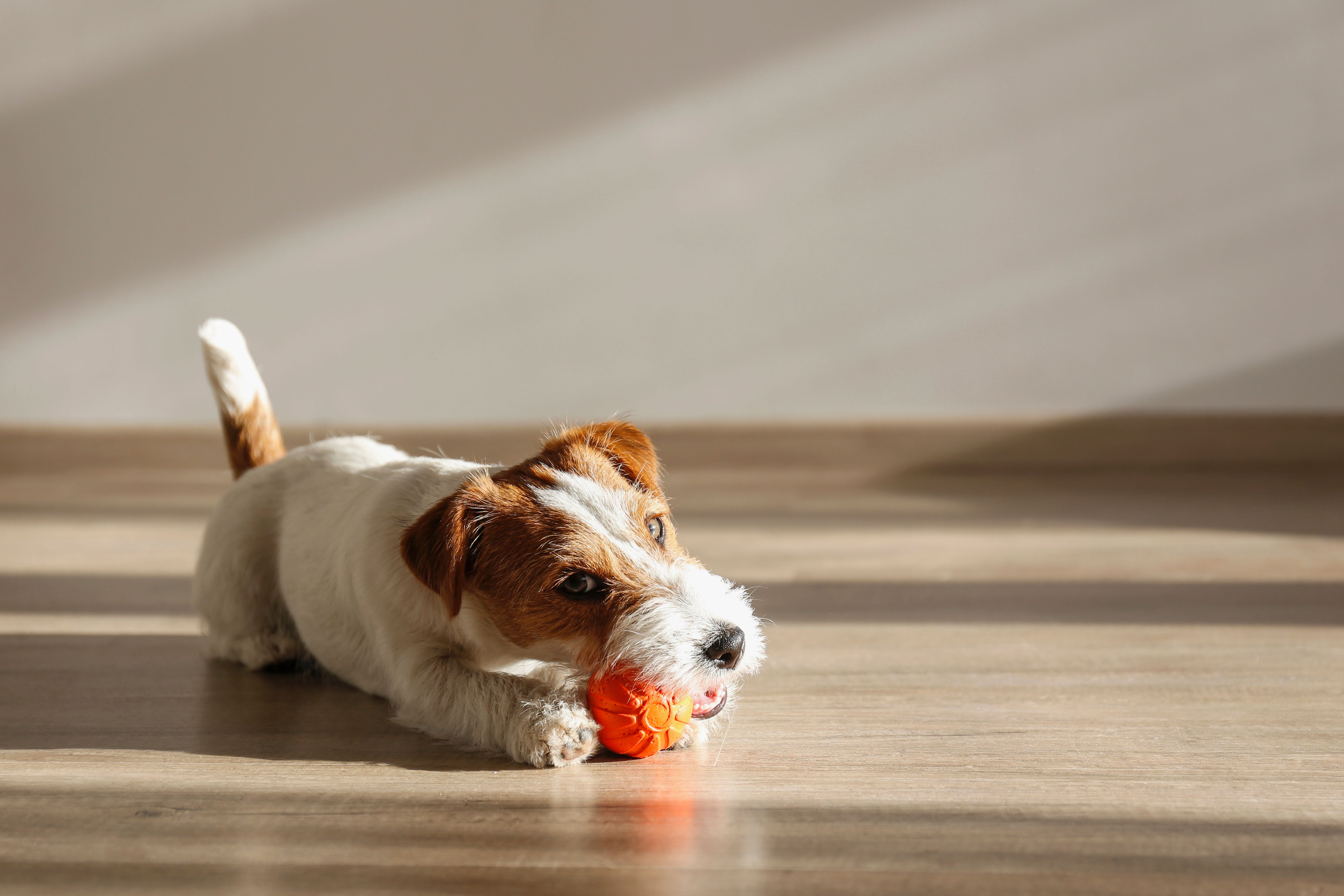 dog playing indoors