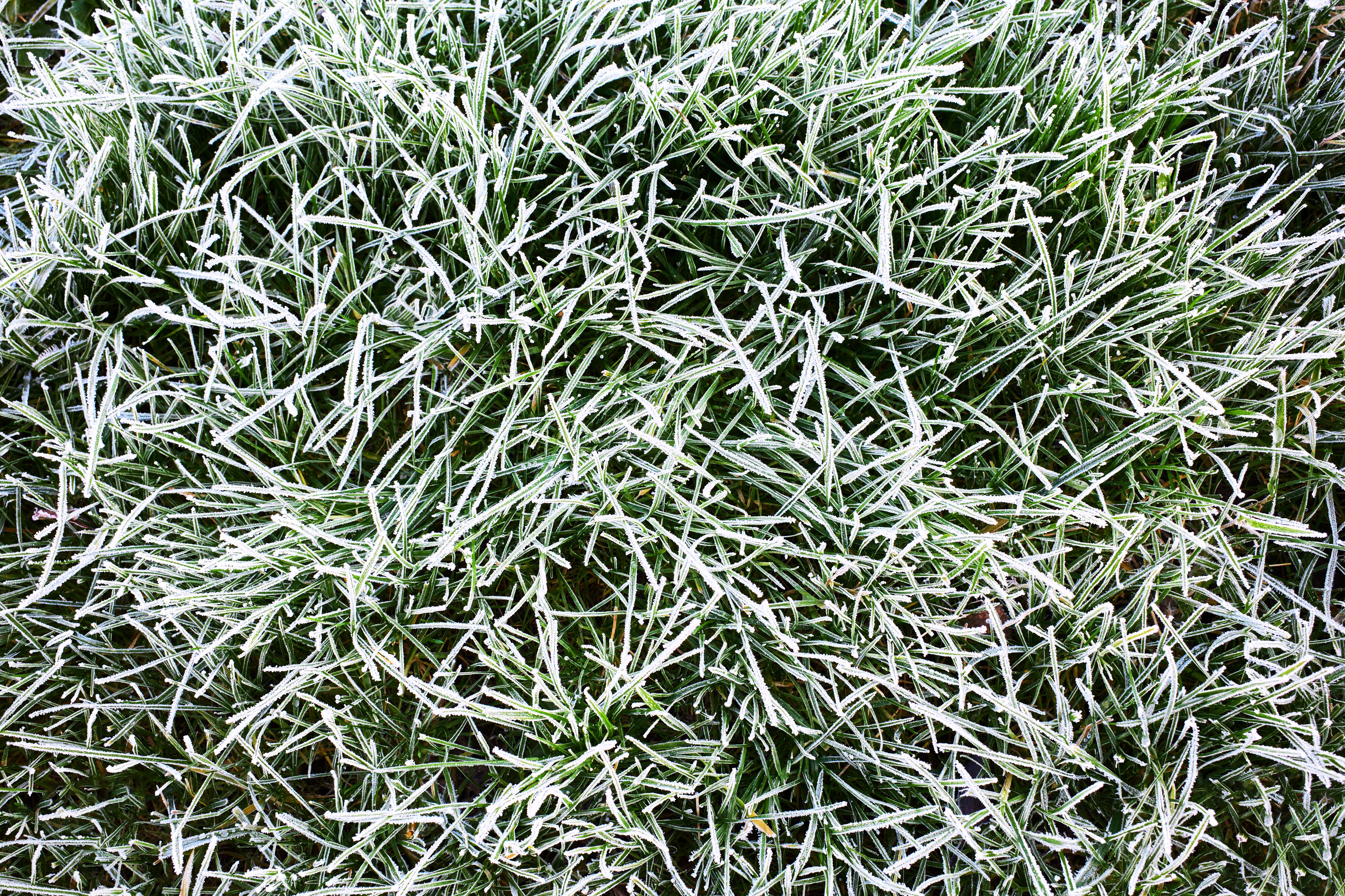 cold weather grass
