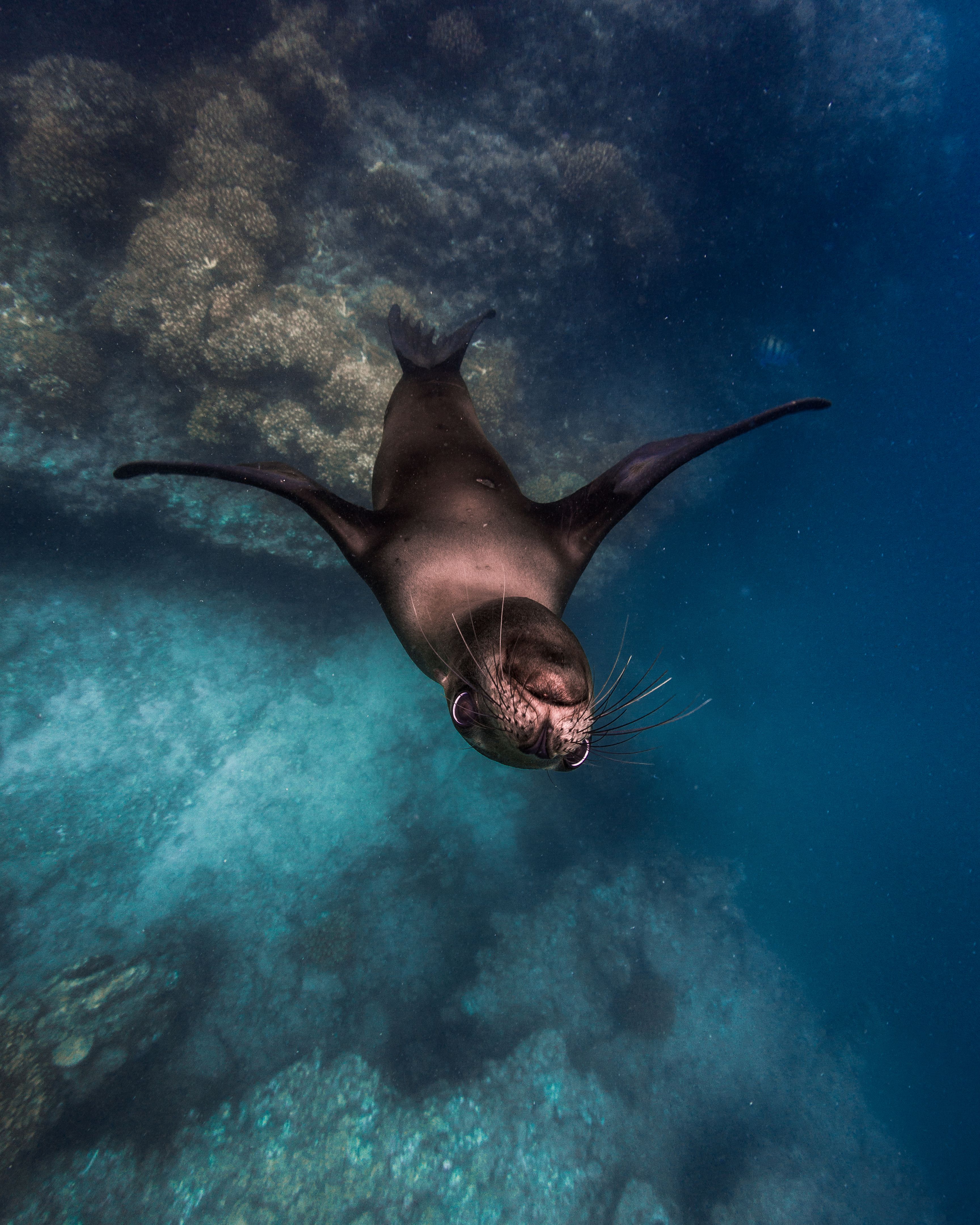 underwater marine life
