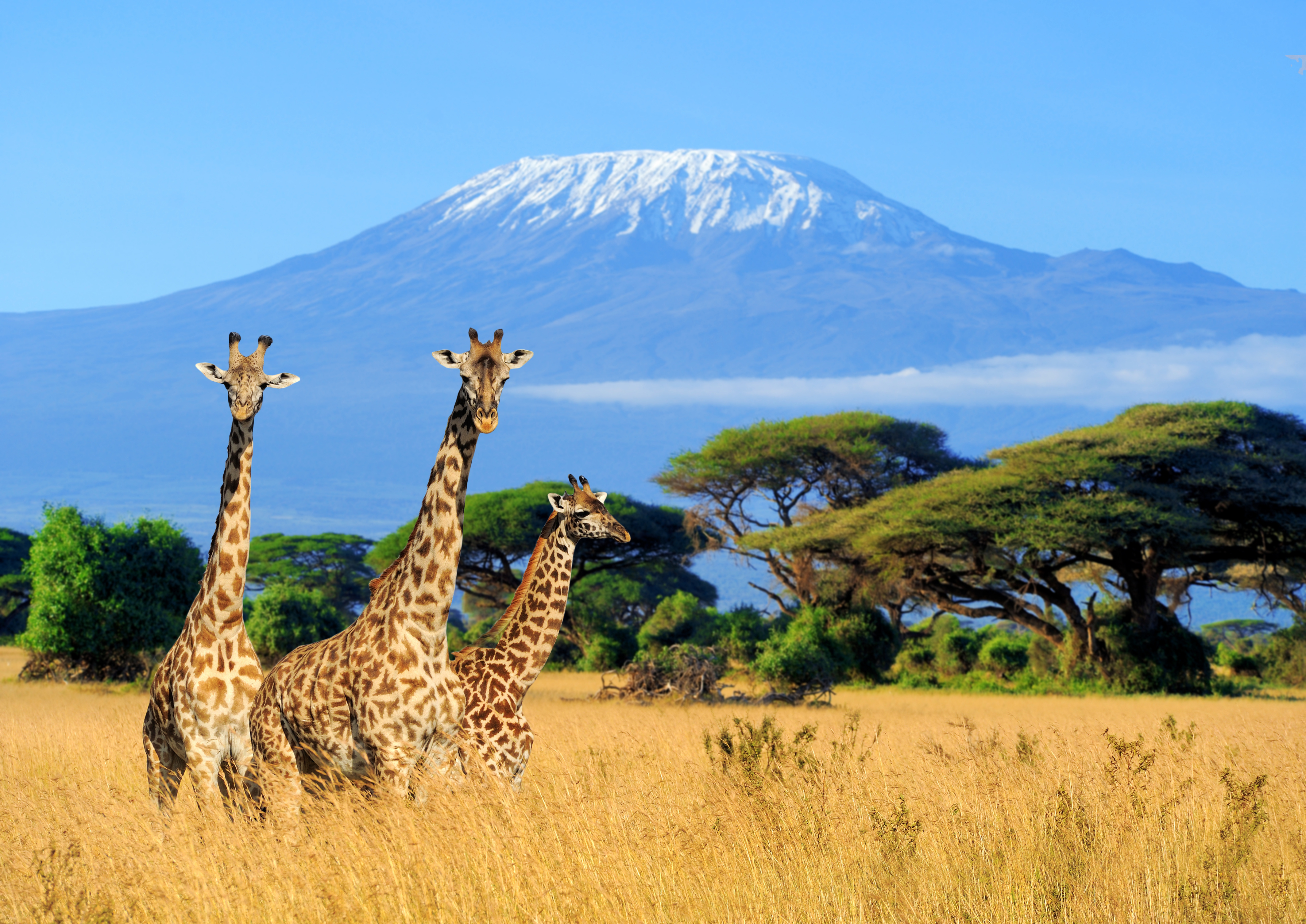 Three giraffe in National park of Tanzania with mount Kilimanjaro in the background Three giraffe in National park of Tanzania with mount Kilimanjaro in the background