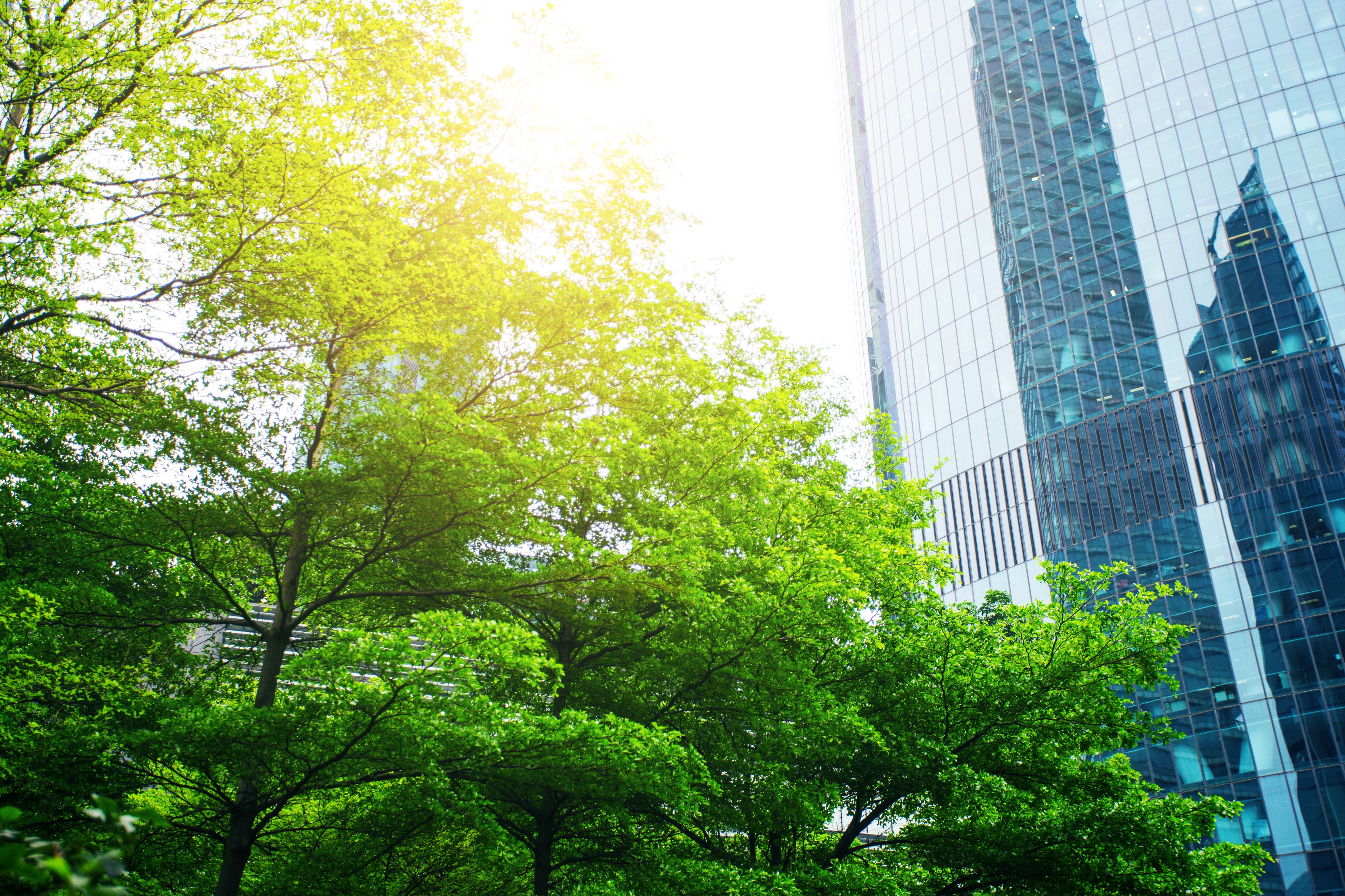 urban trees benefits