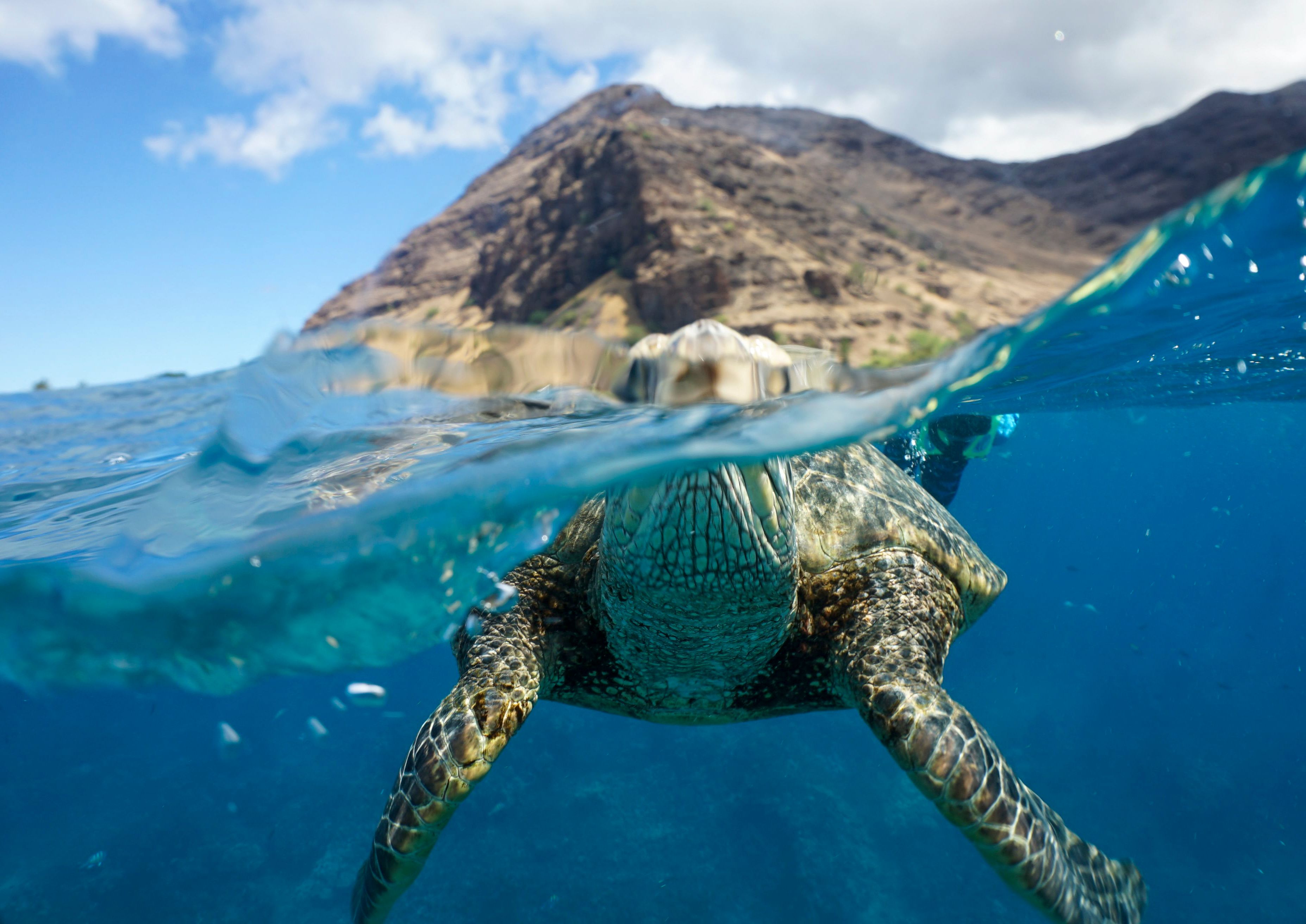 sea turtle snorkeling