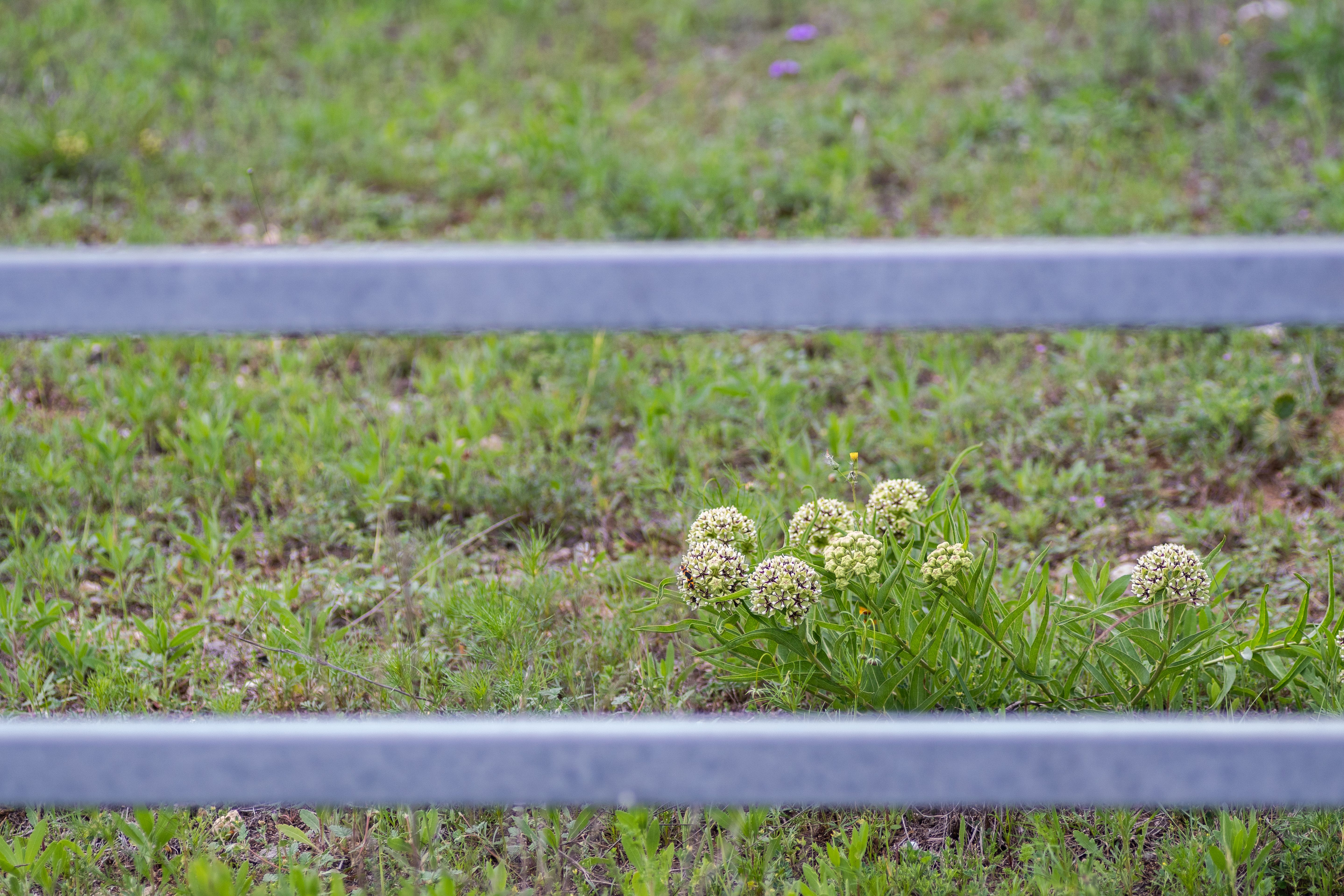 austin garden native