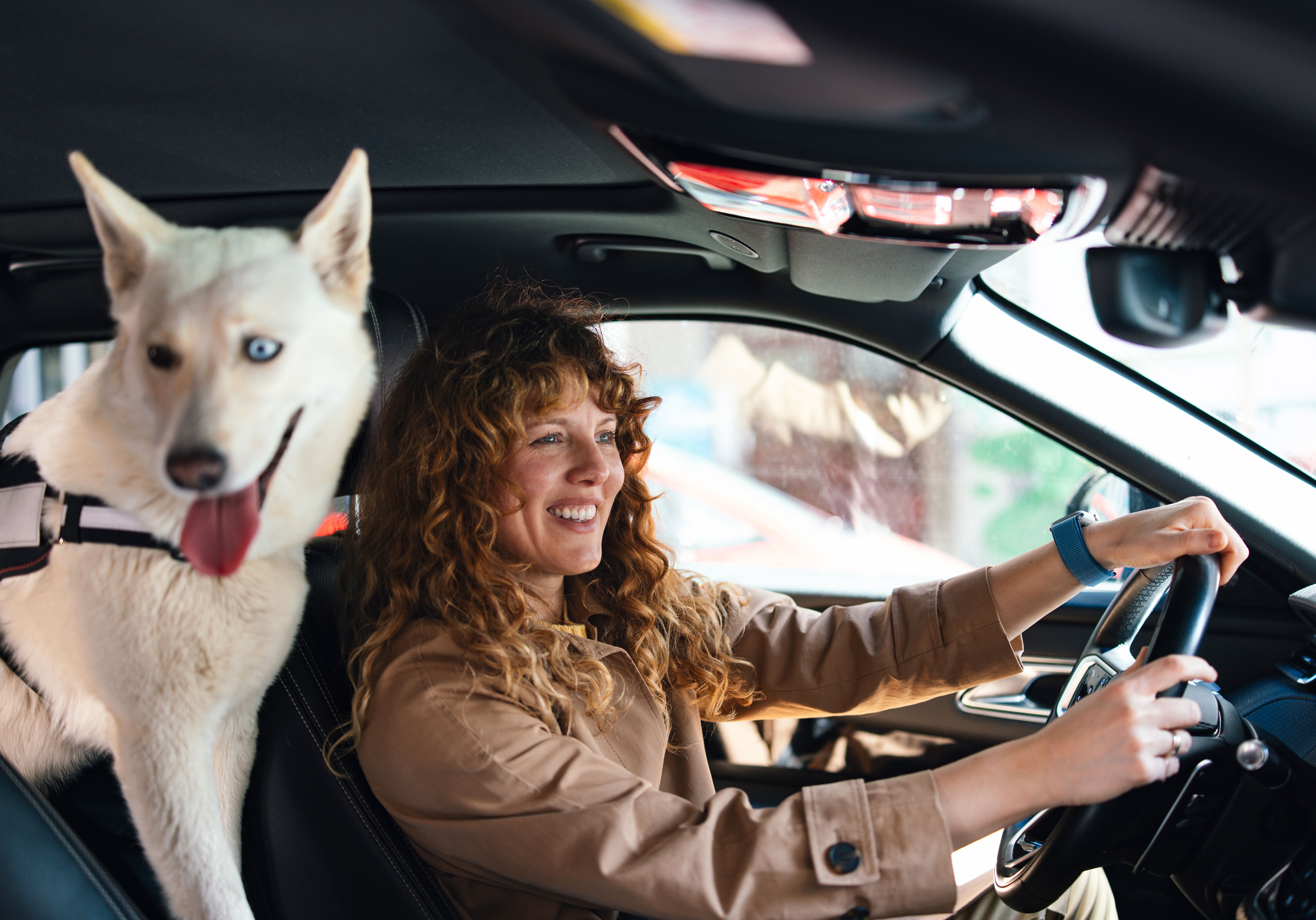 dog travel essentials