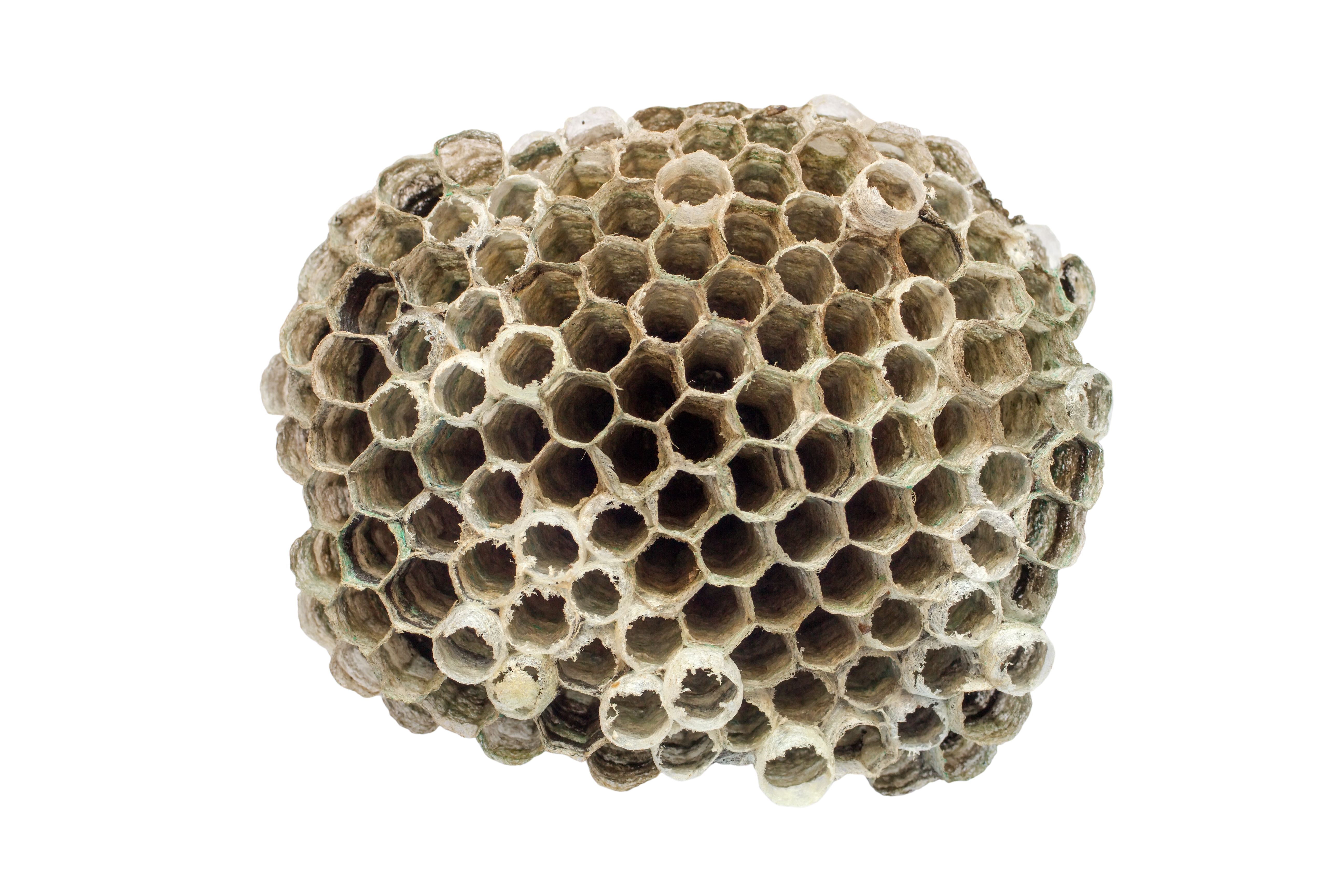 wasp nest