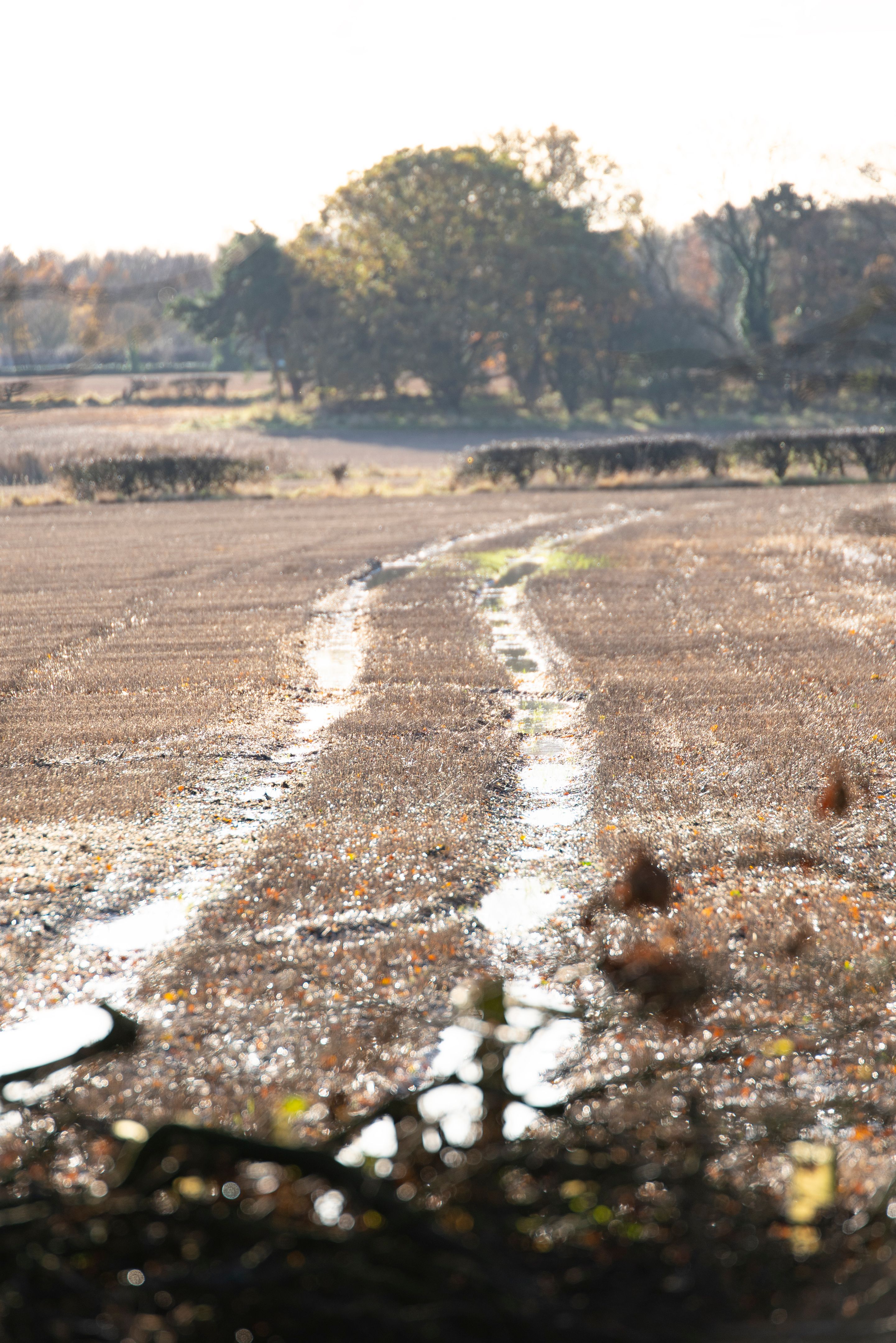 rainy season farming