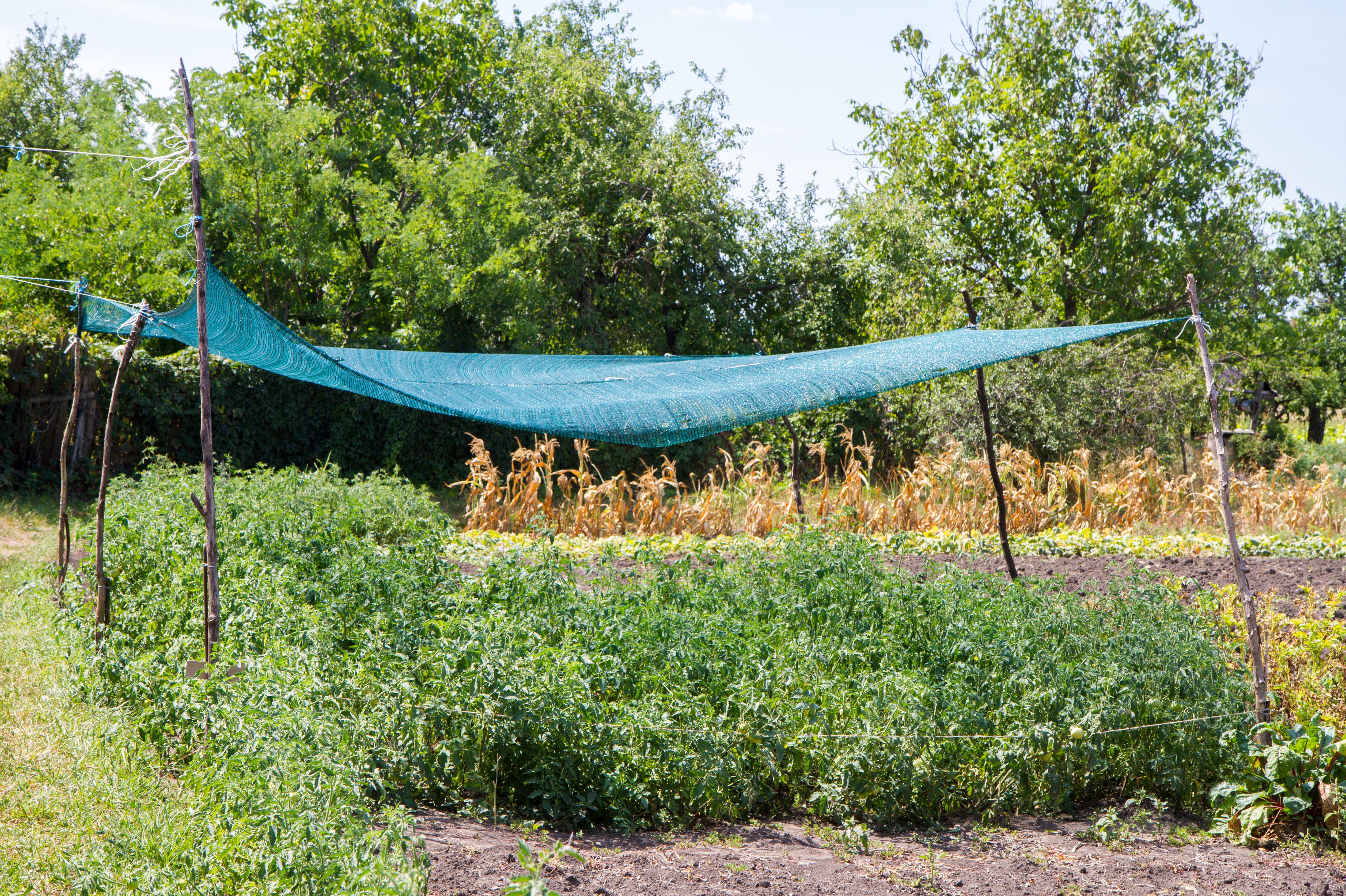shade cloth garden