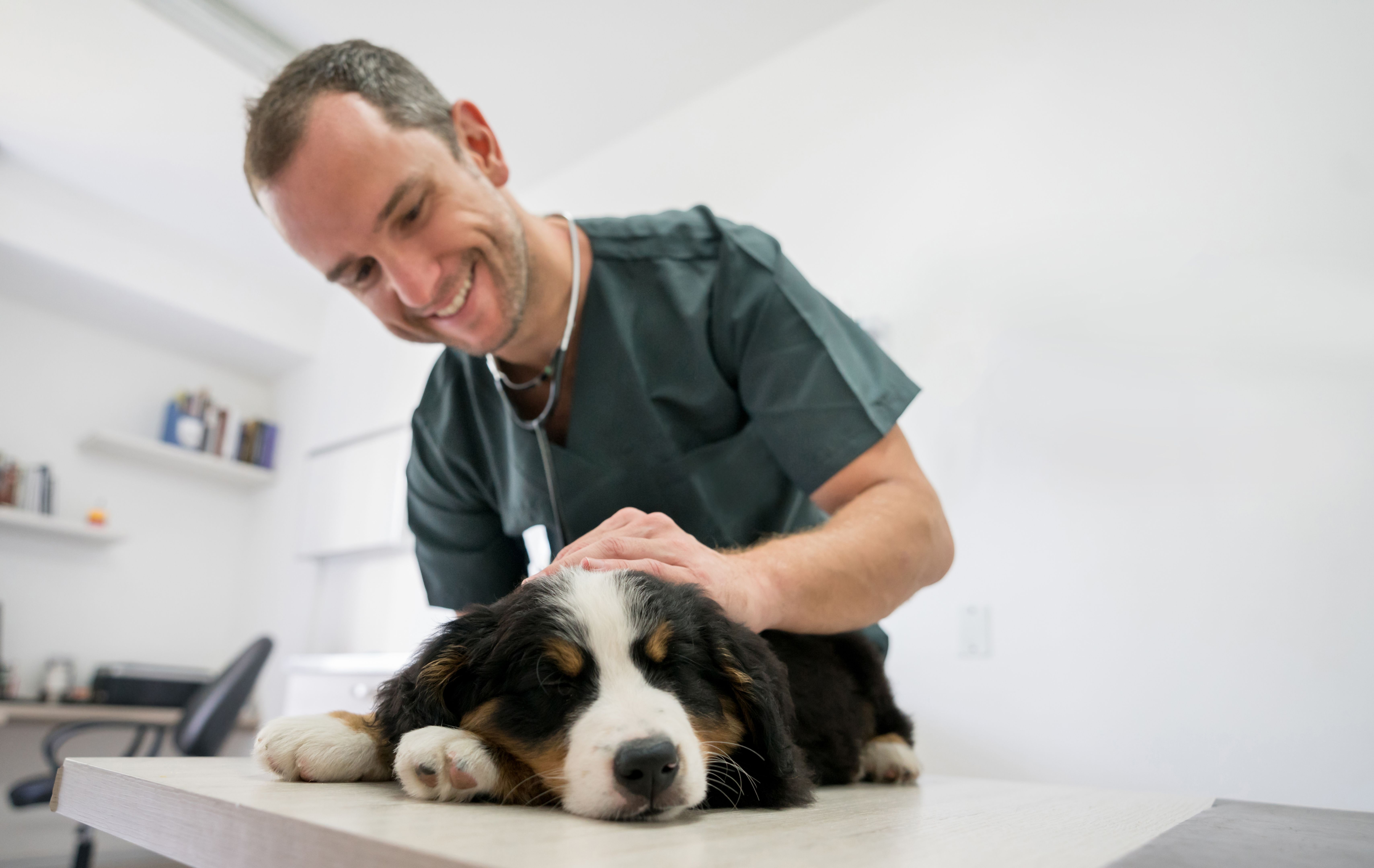 vet checking dog