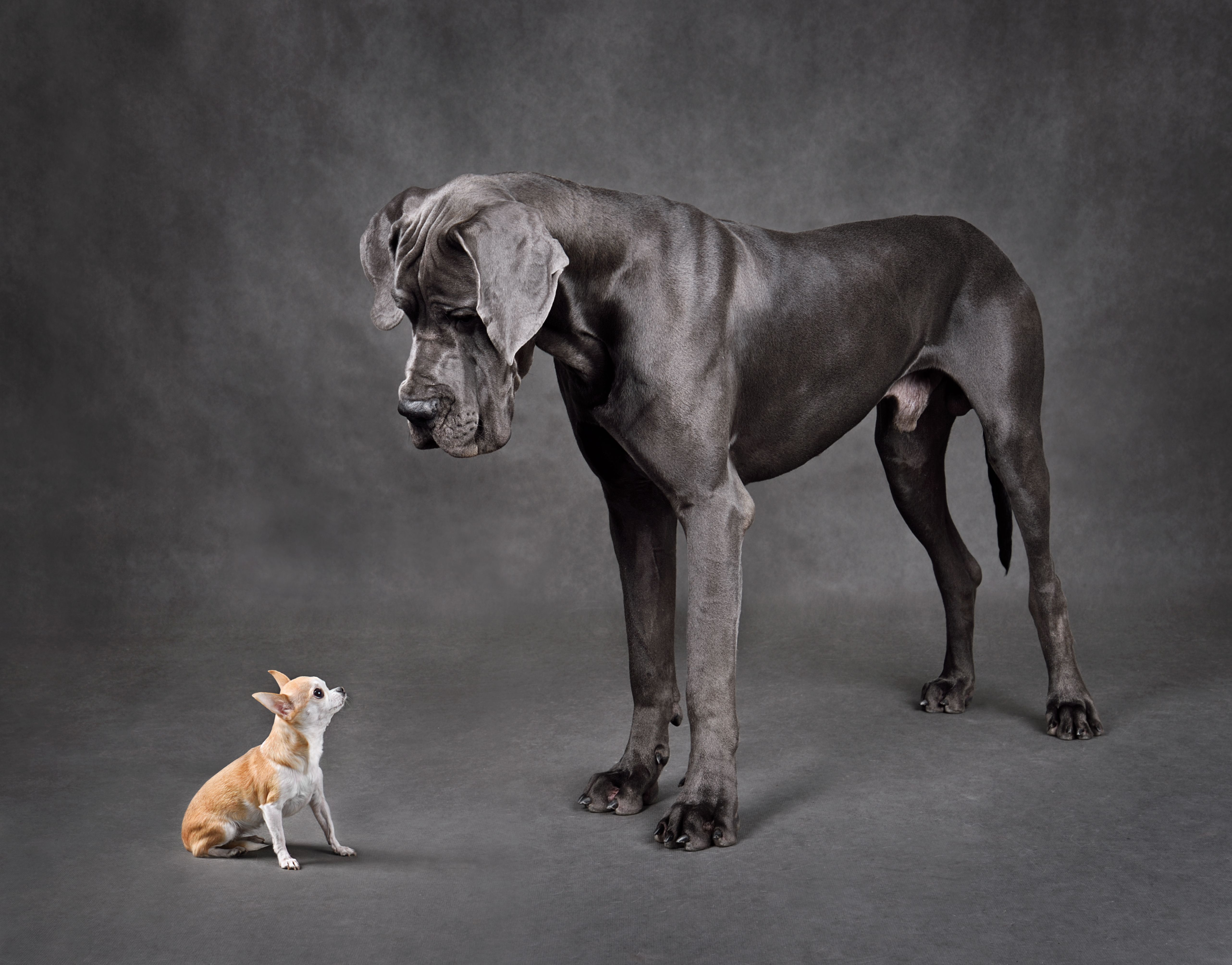 pet comparison
