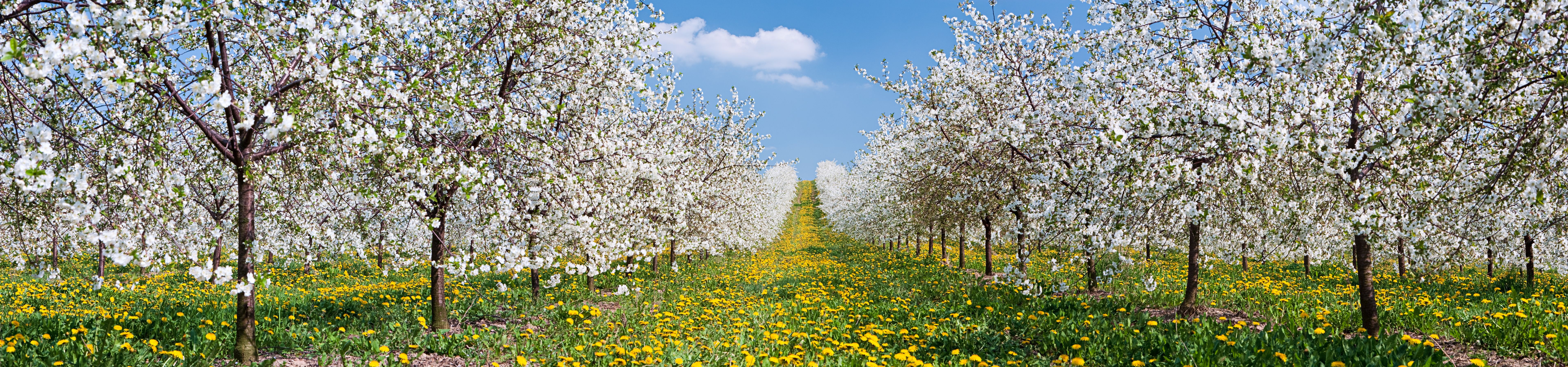 spring land management