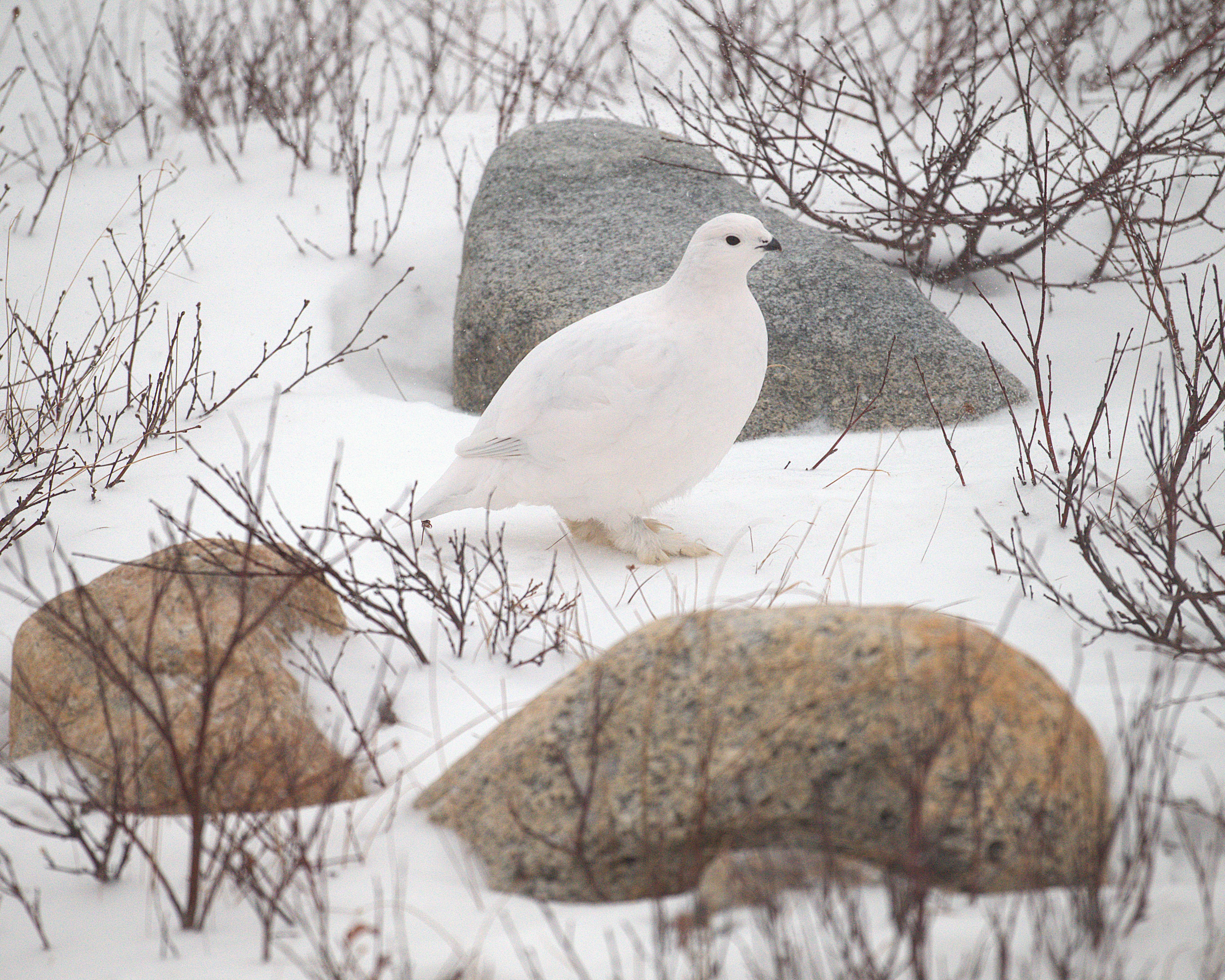 ptarmigan bird