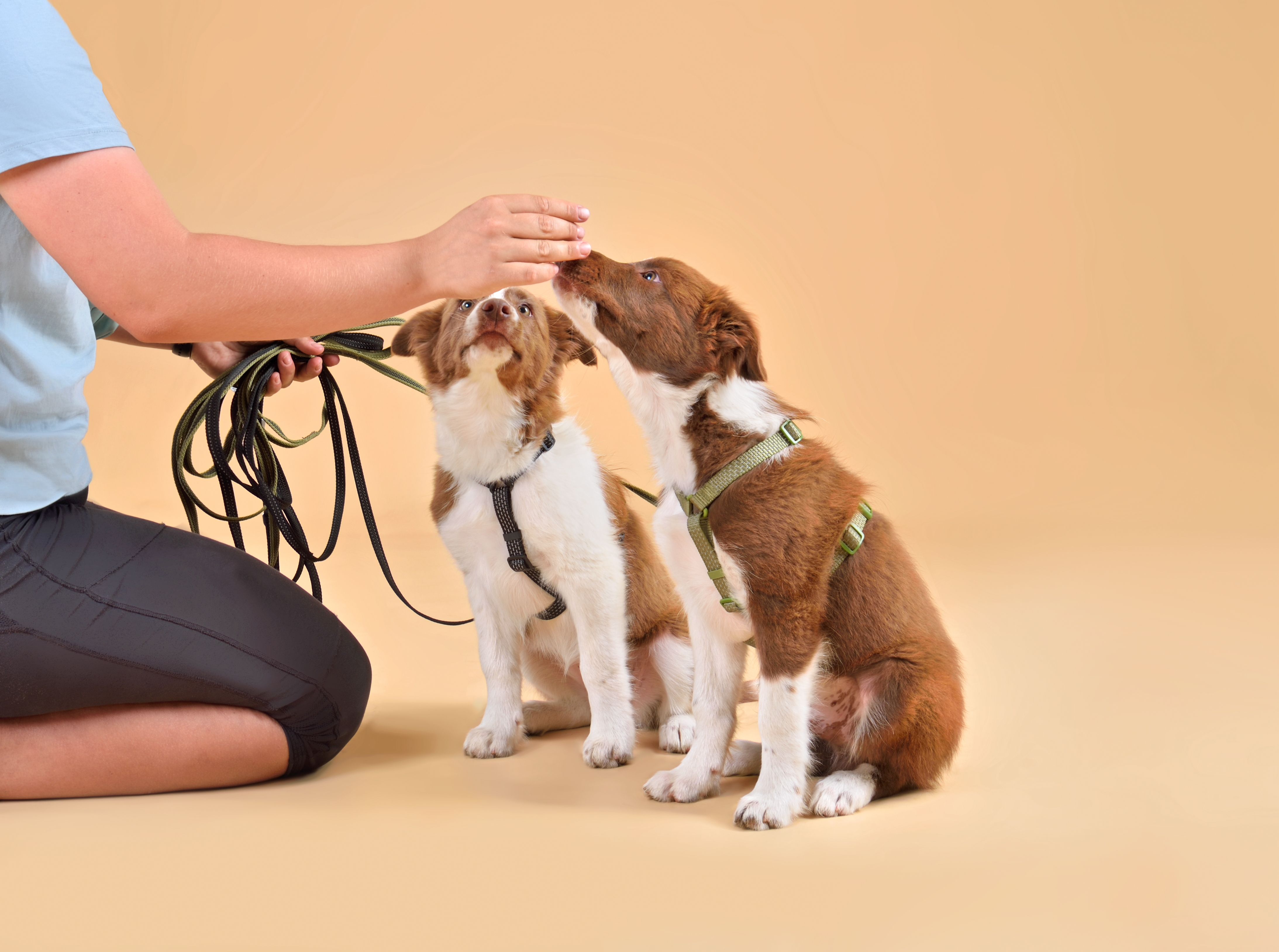 dog training dog training
