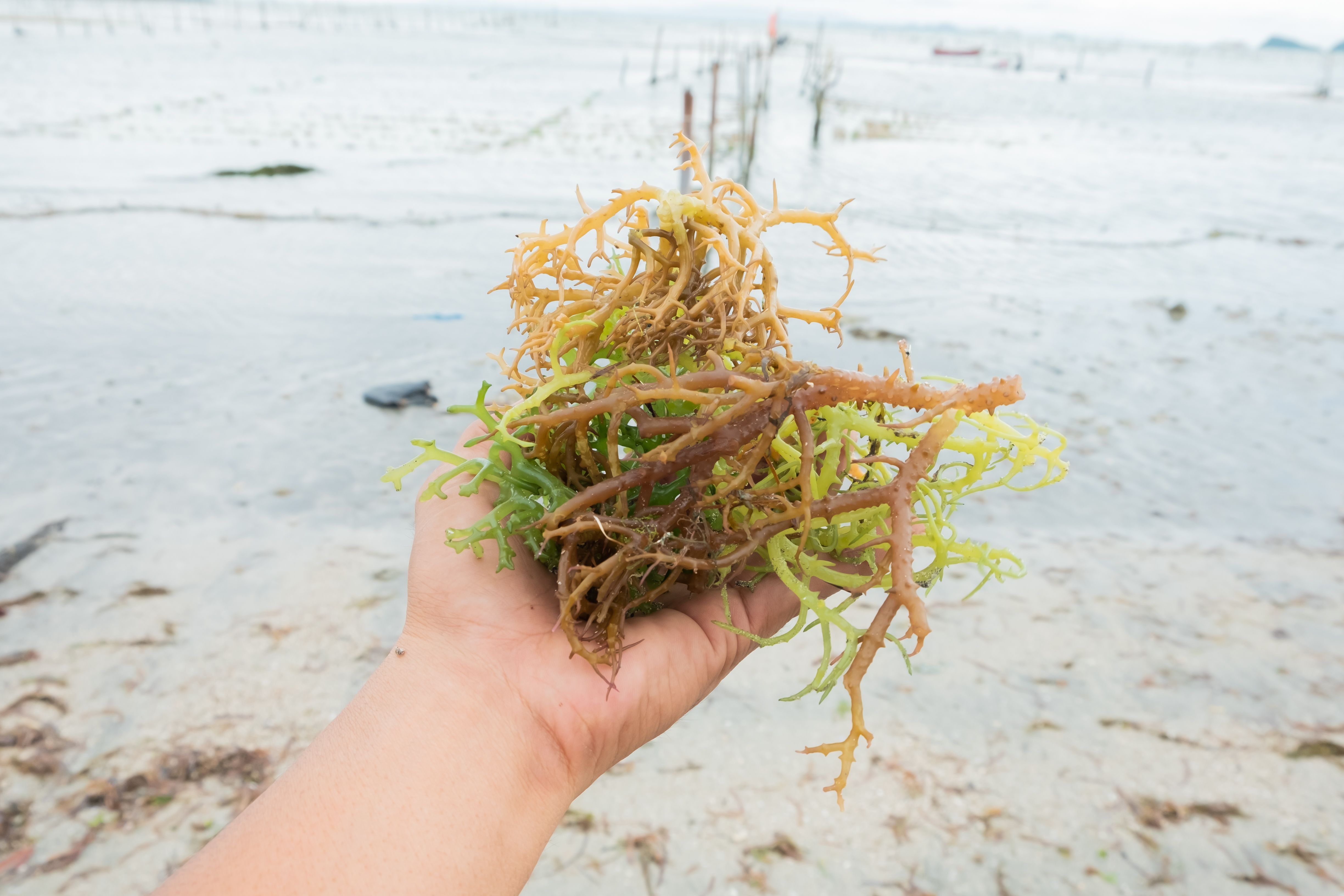 Handful of fresh seaweed in farmer's hand