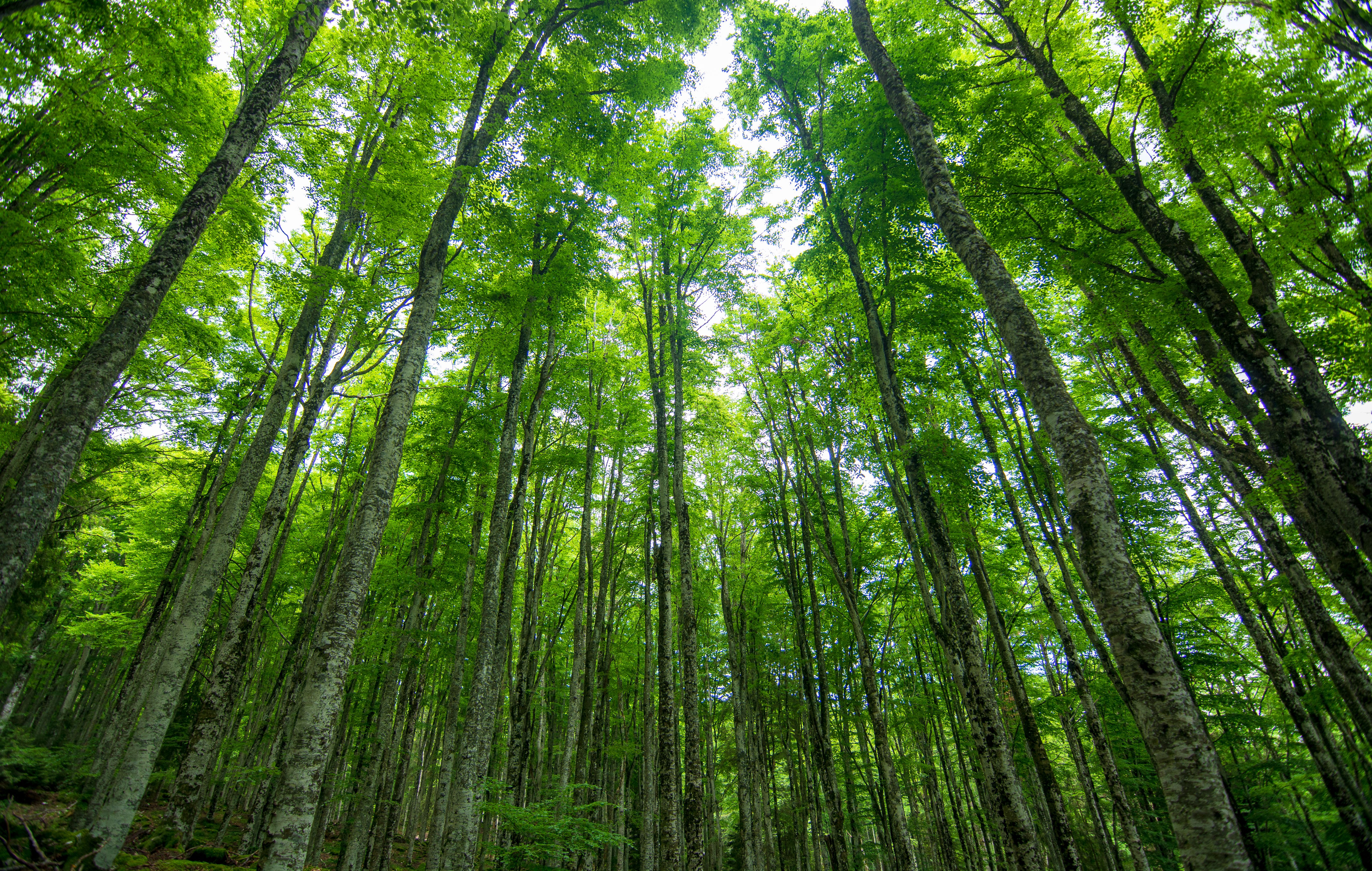 forest conservation