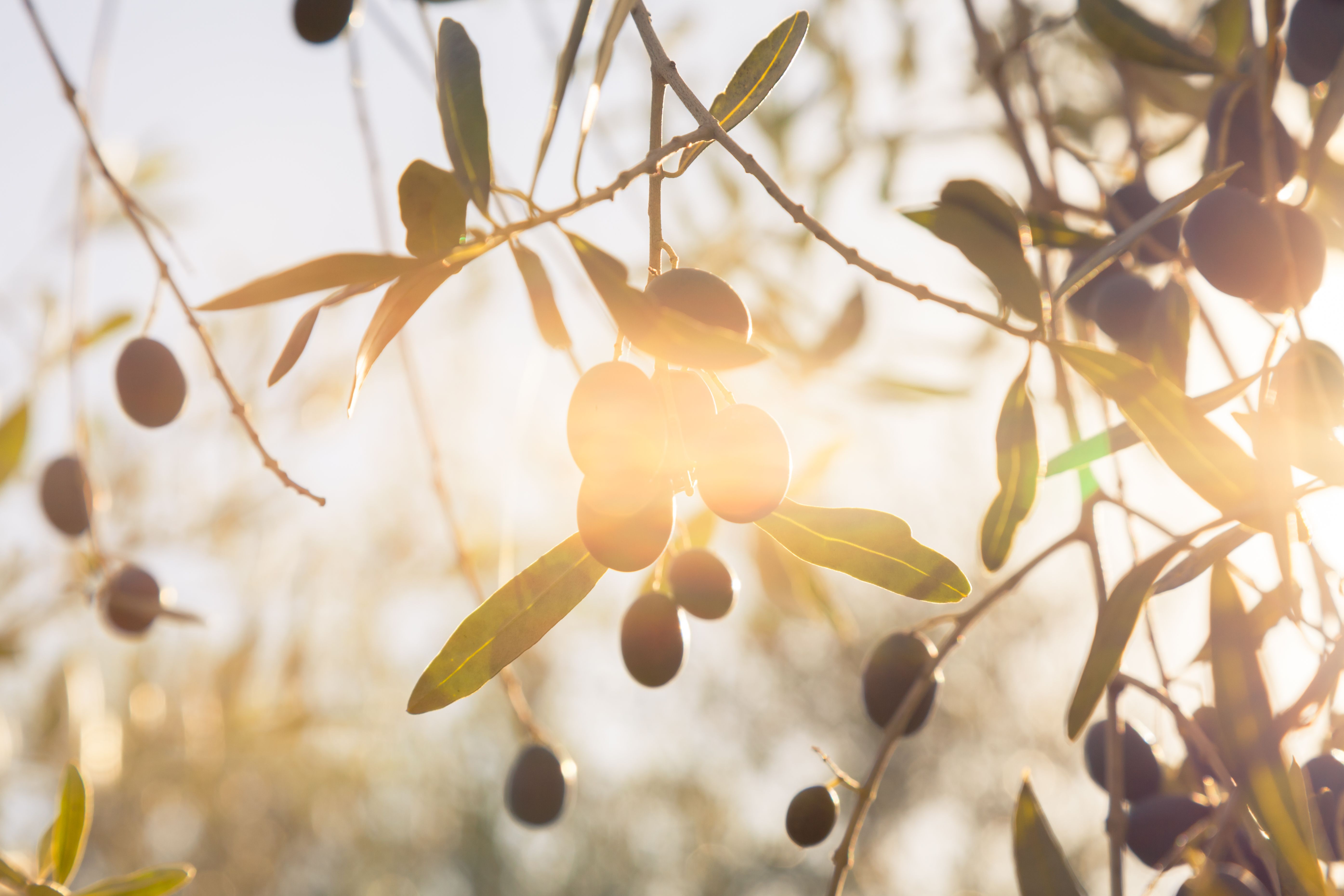 olive harvest