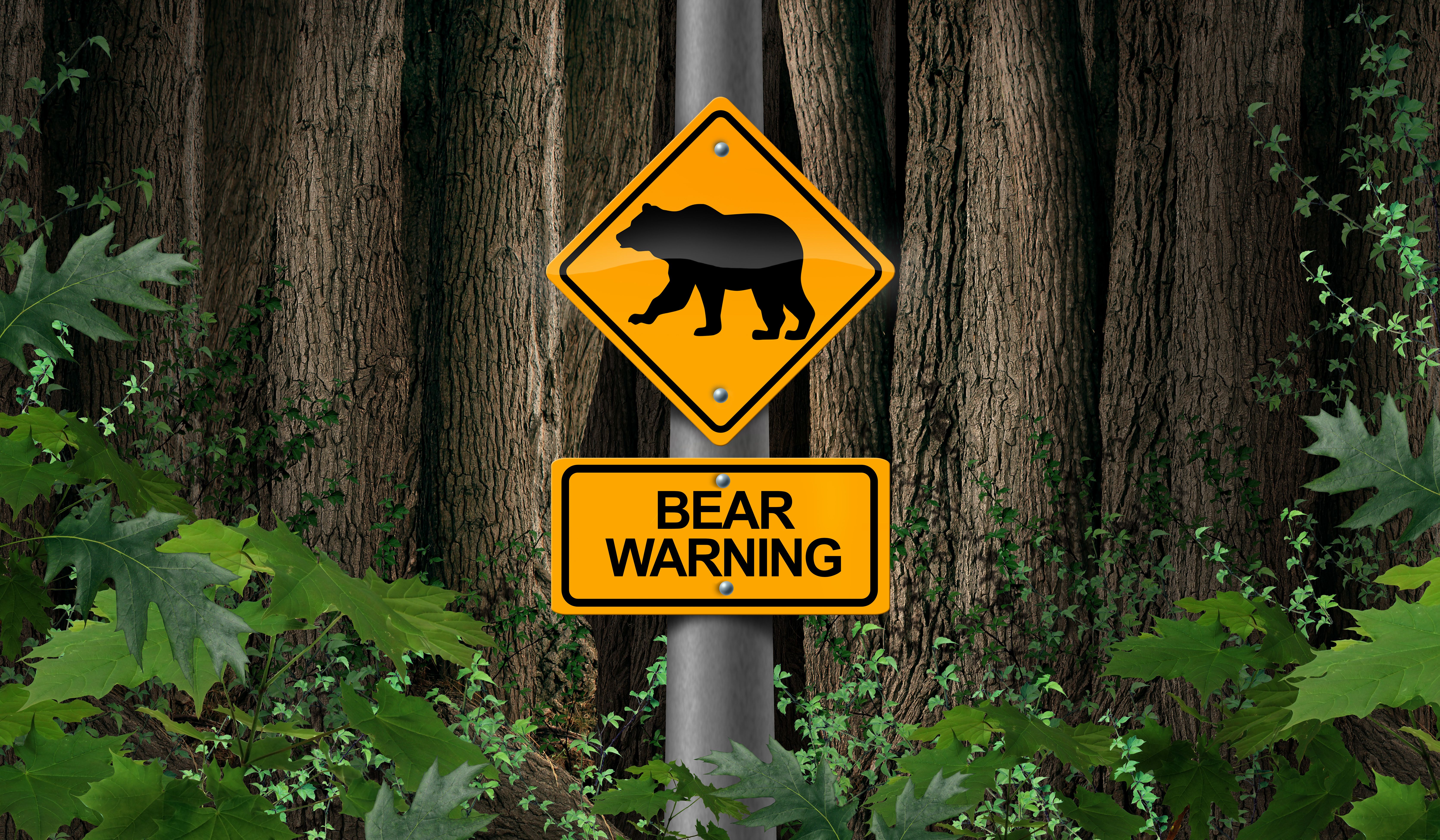 bear safety