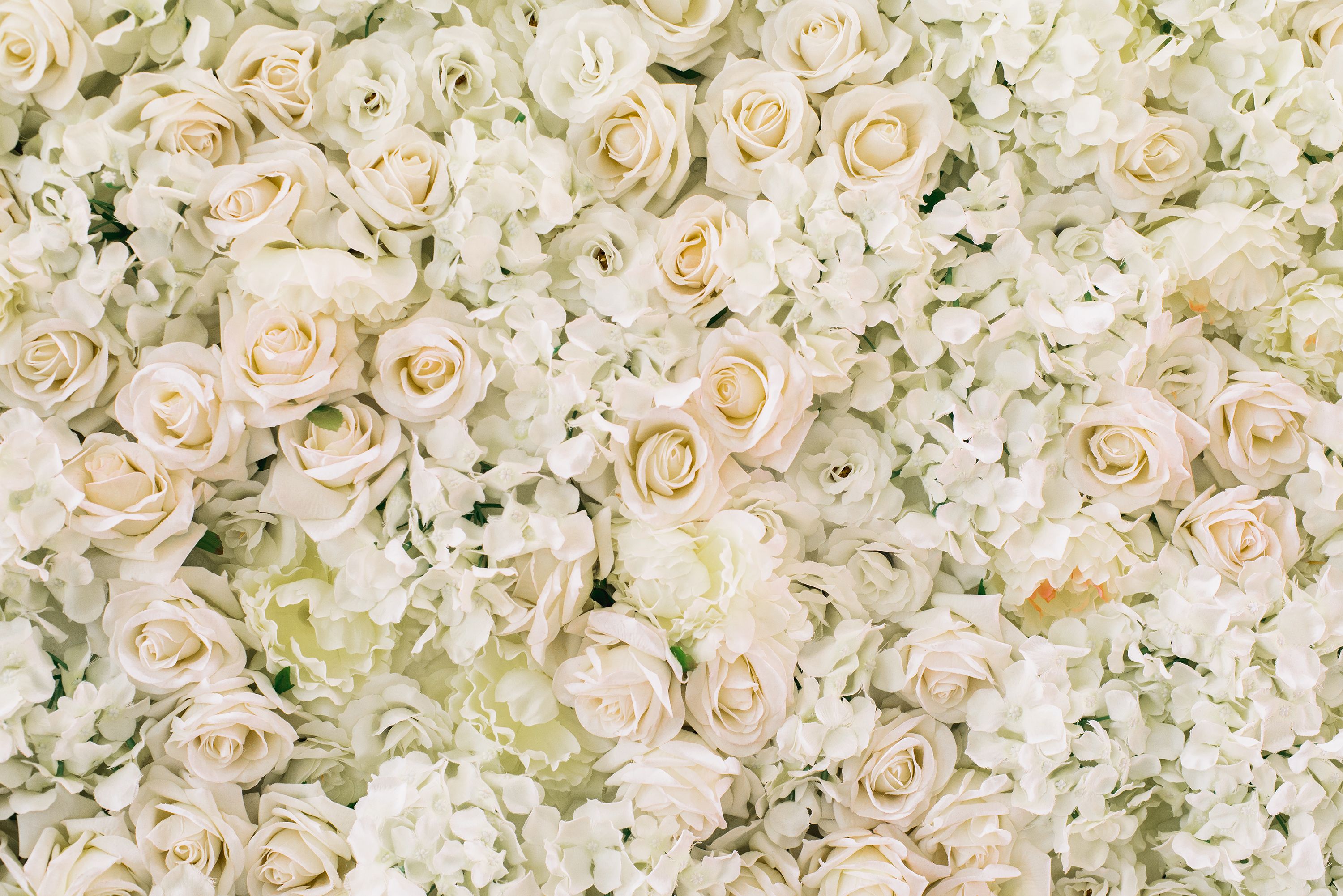 roses, hydrangea, peonies flower as background