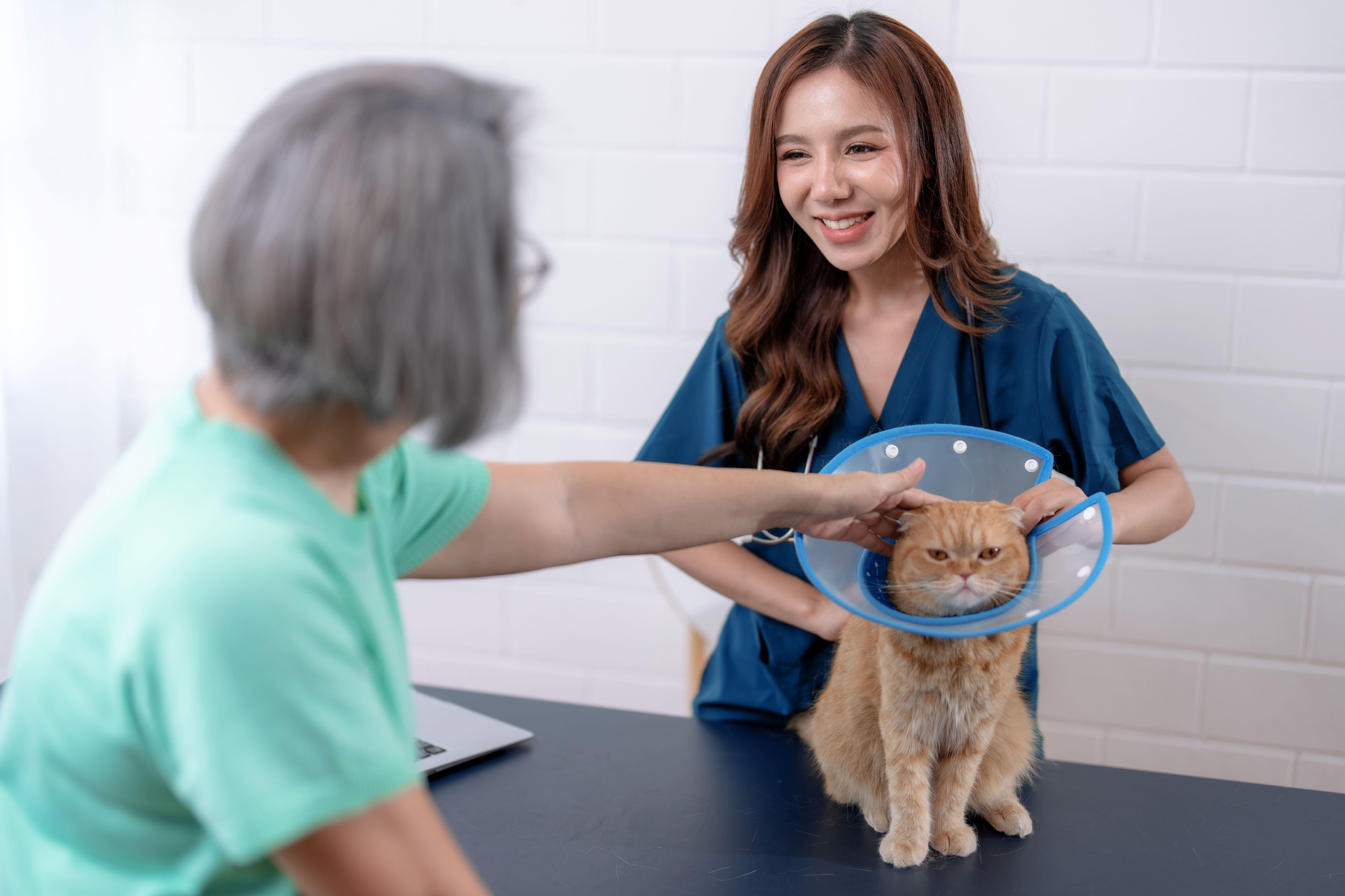 An elderly woman brings her beloved cat to the veterinarian for vaccinations. An elderly woman brings her beloved cat to the veterinarian for vaccinations.