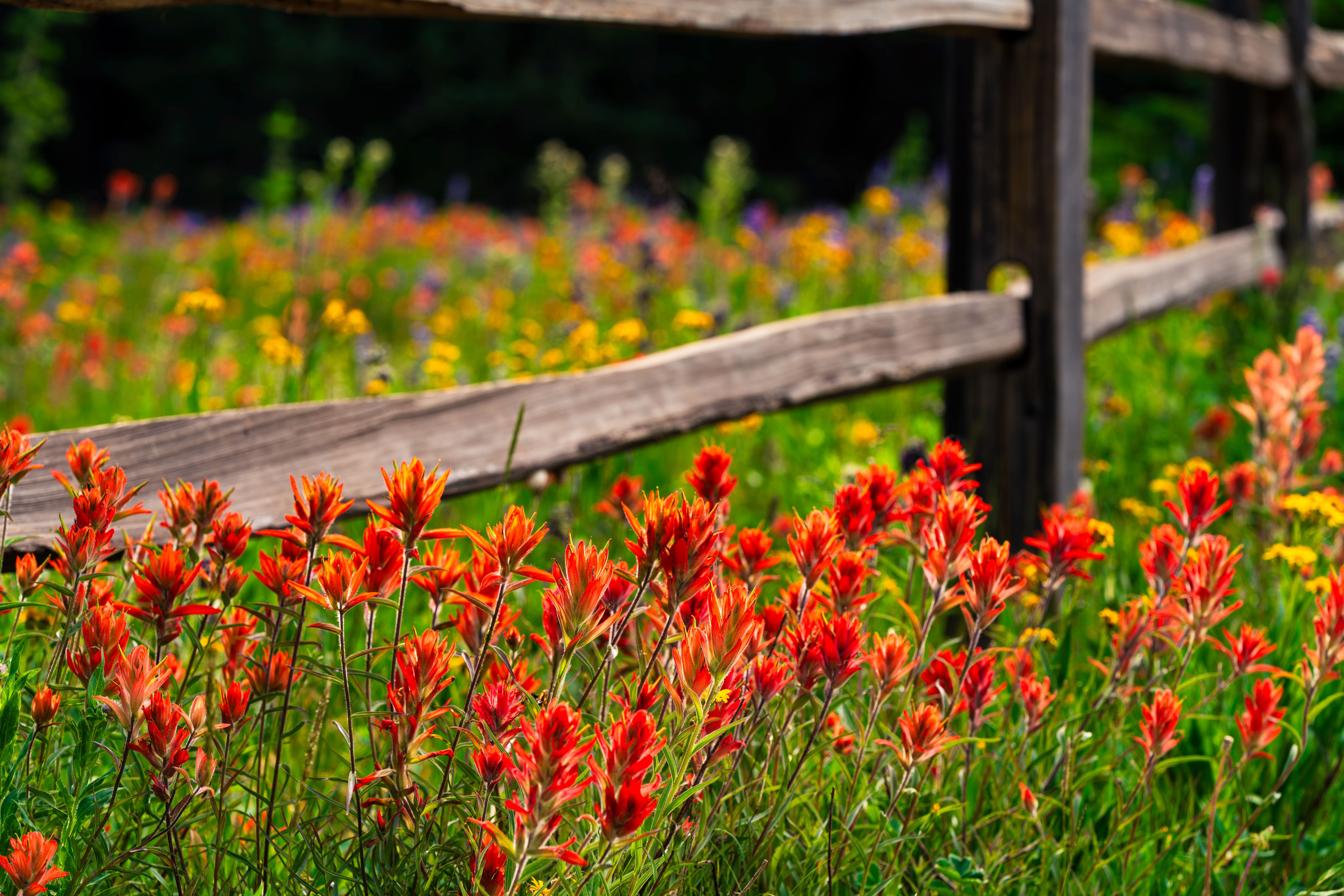 colorful fence