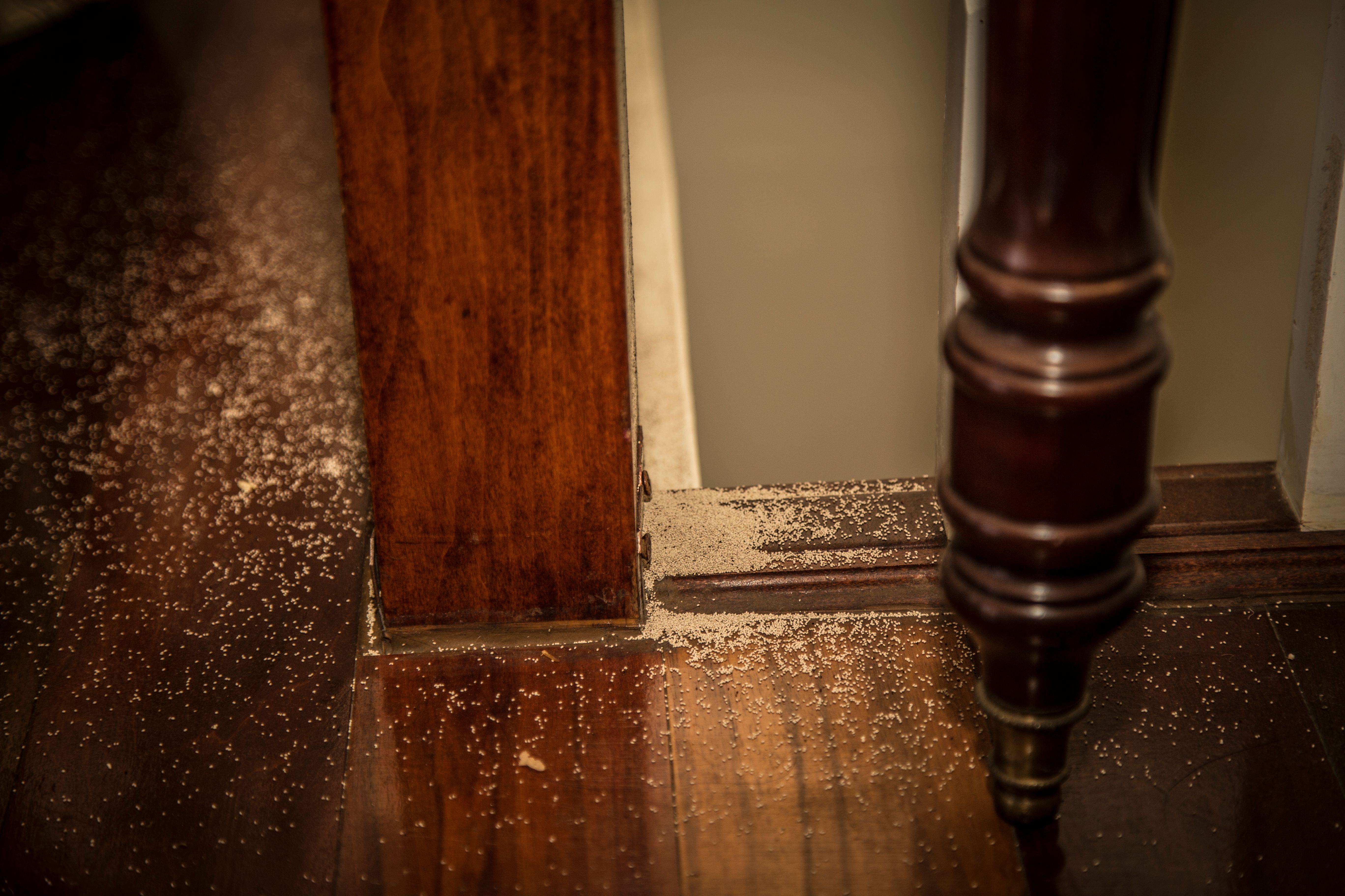 Indoor Termited Dropping