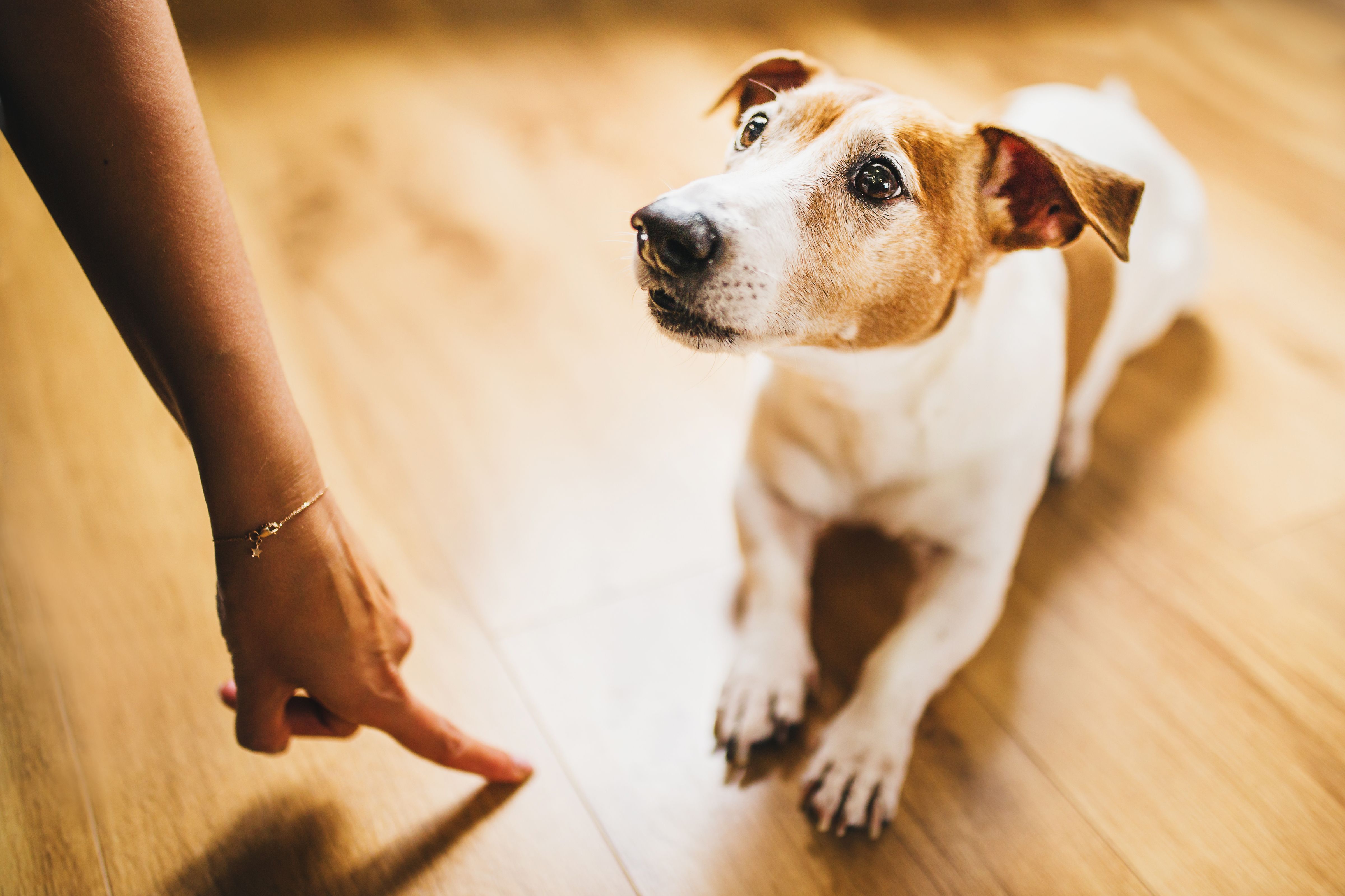 dog behavior correction