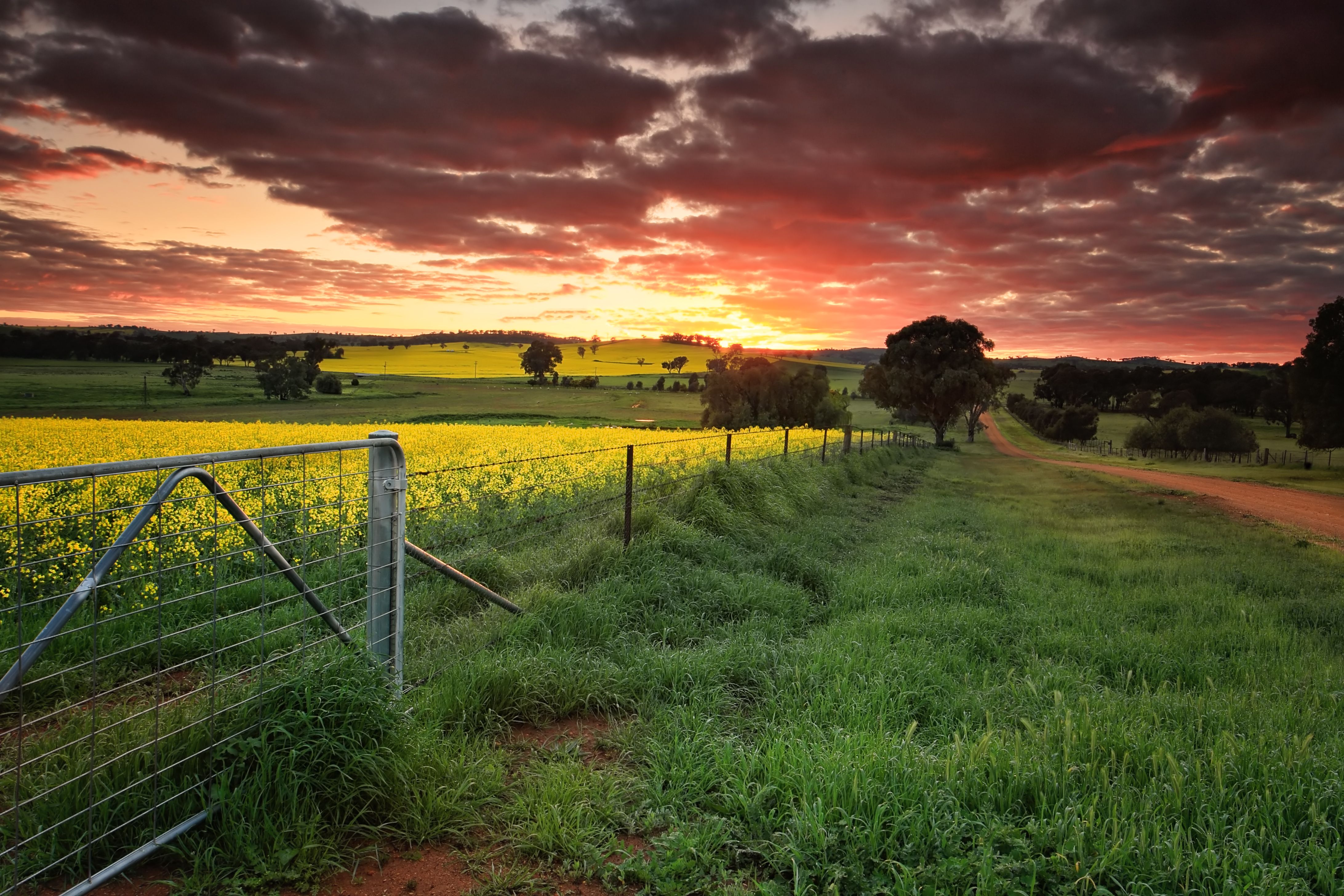 nsw landscape