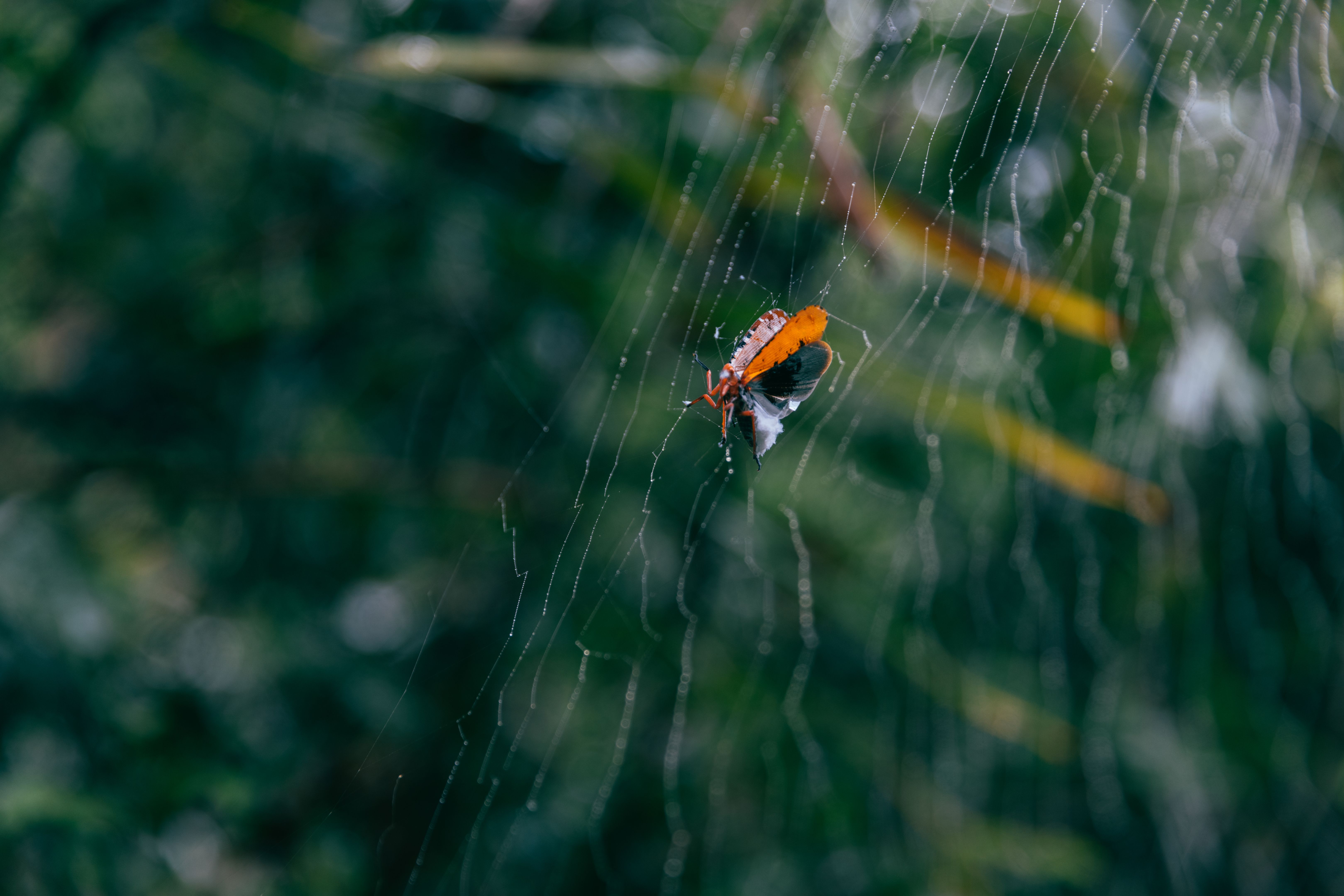 environmental analysis