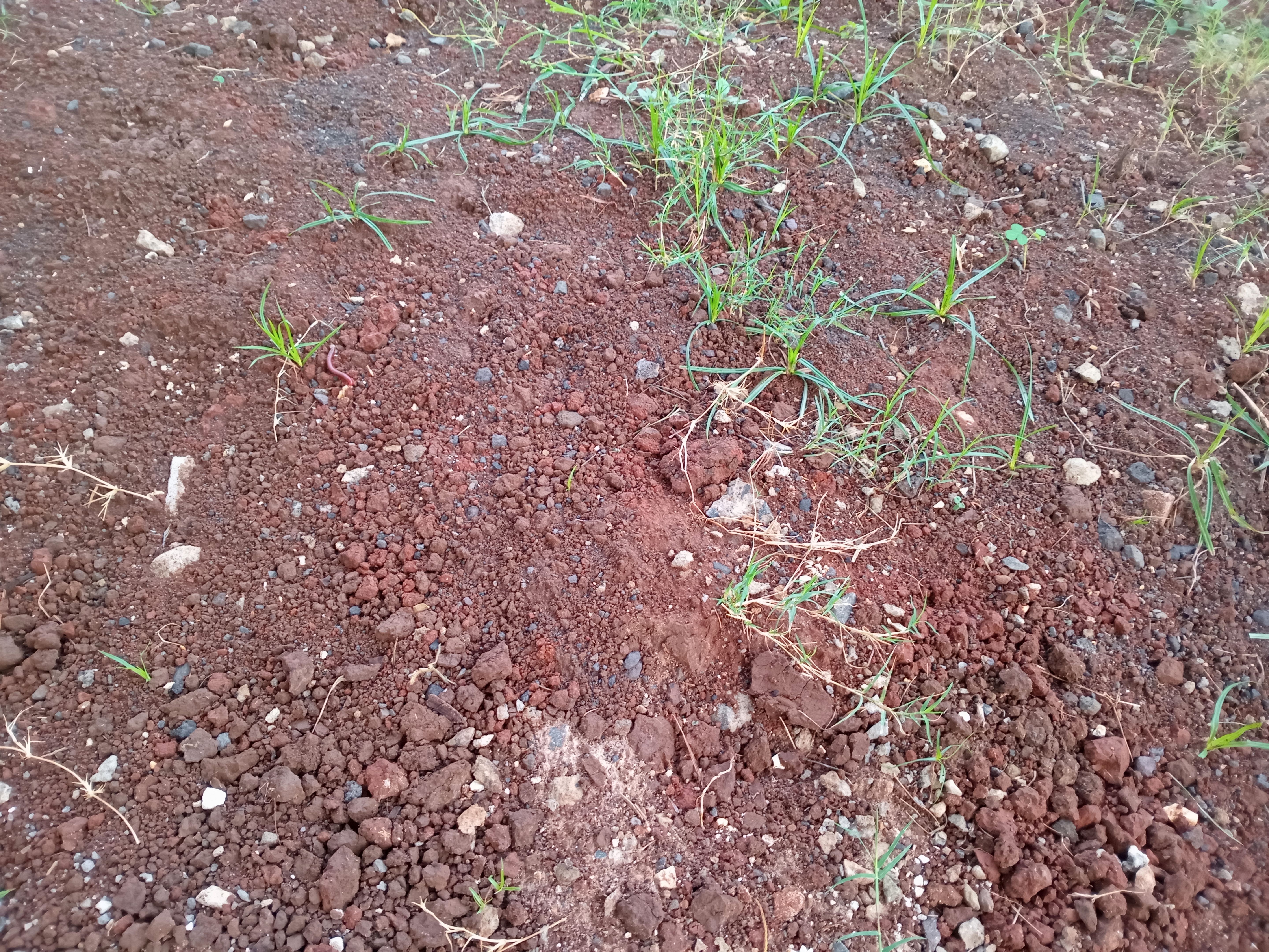 environmental science