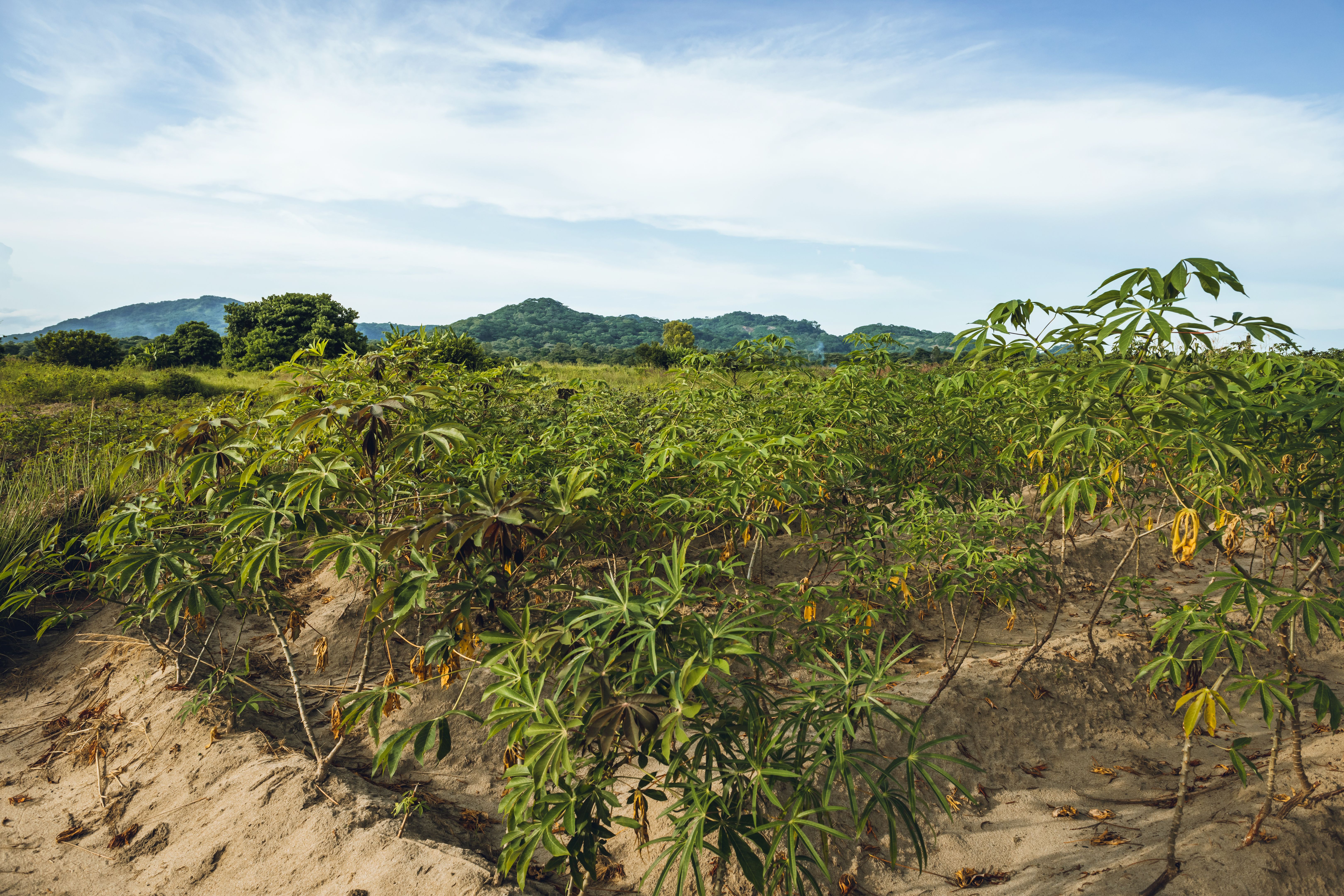 malawi farm