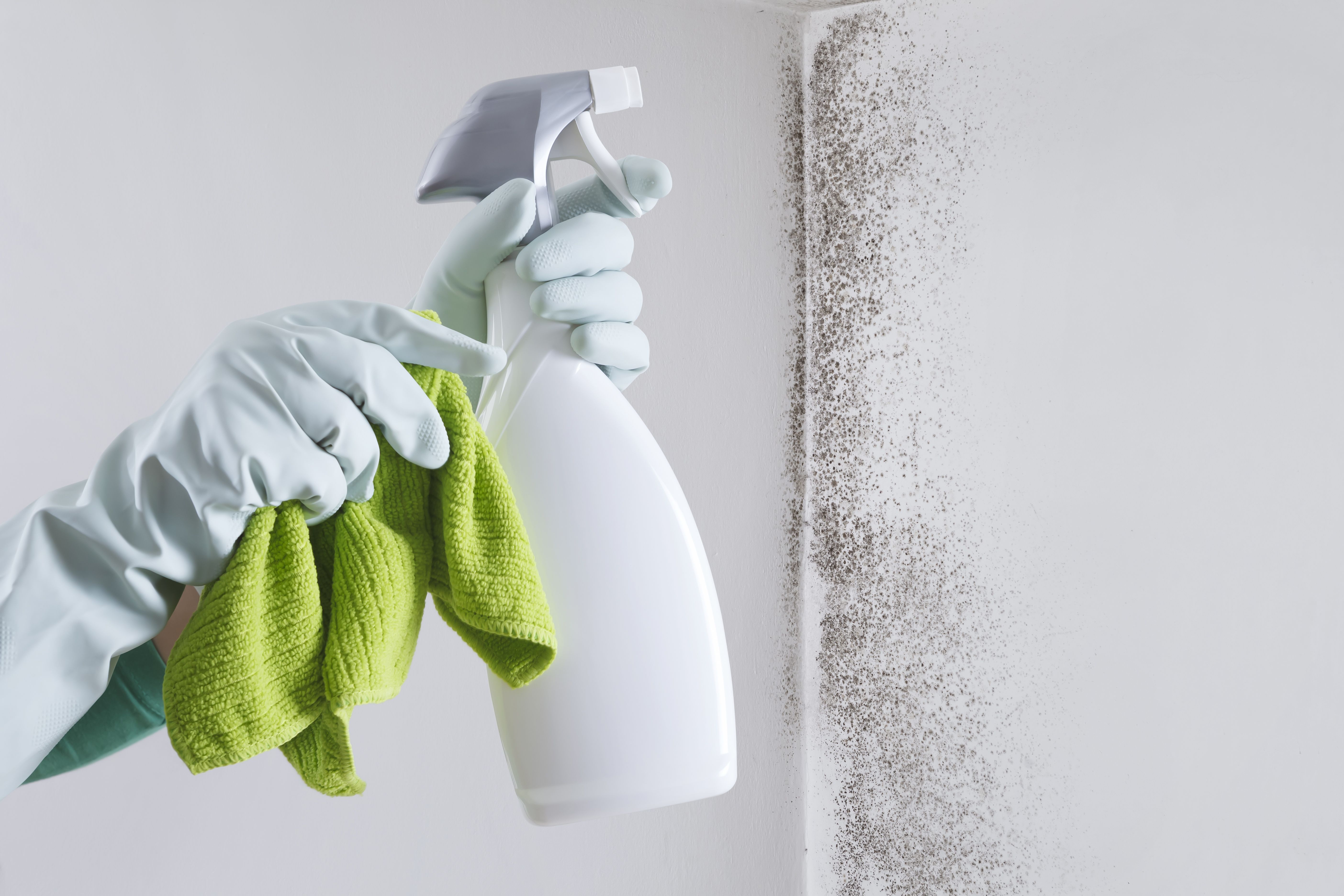 Hands with glove and spray bottle isolated on wall with mold. Eliminate Mold with Specialized Anti-Mold Products. Search cleaning company support. Shopping cleaning products or Housekeeping concept. Hands with glove and spray bottle isolated on wall with mold. Eliminate Mold with Specialized Anti-Mold Products. Search cleaning company support. Shopping cleaning products or Housekeeping concept.