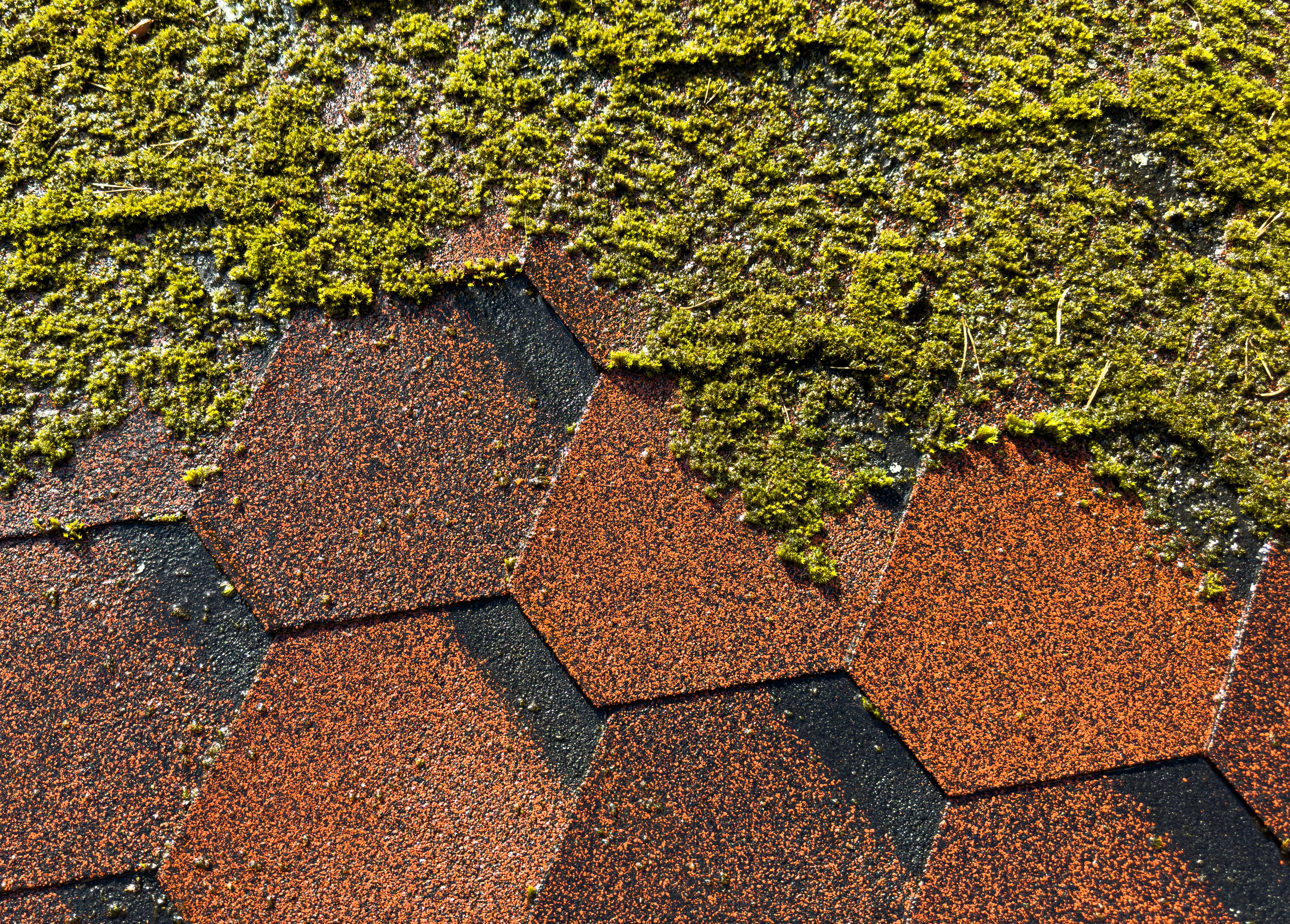 moss roof