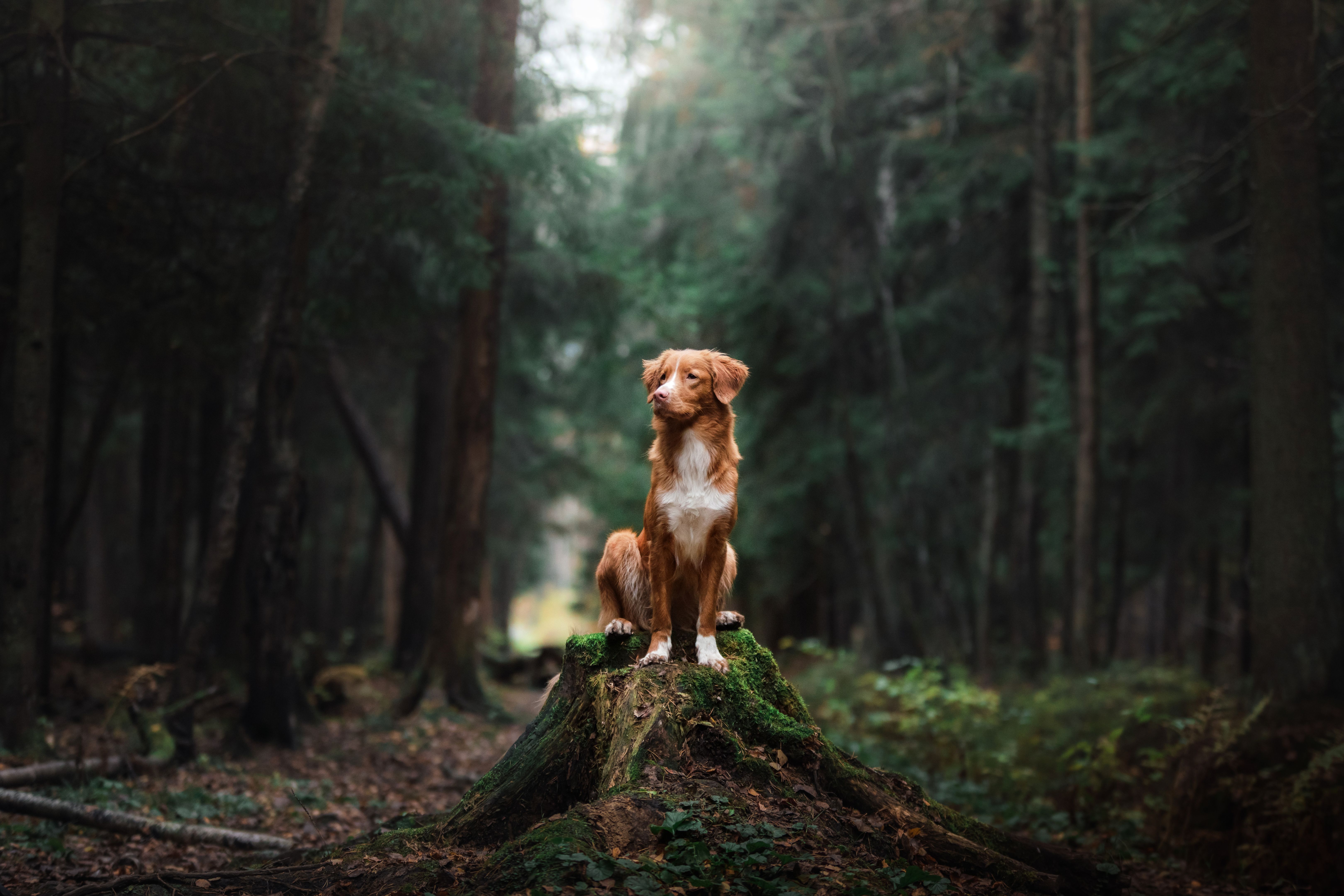 dog in nature