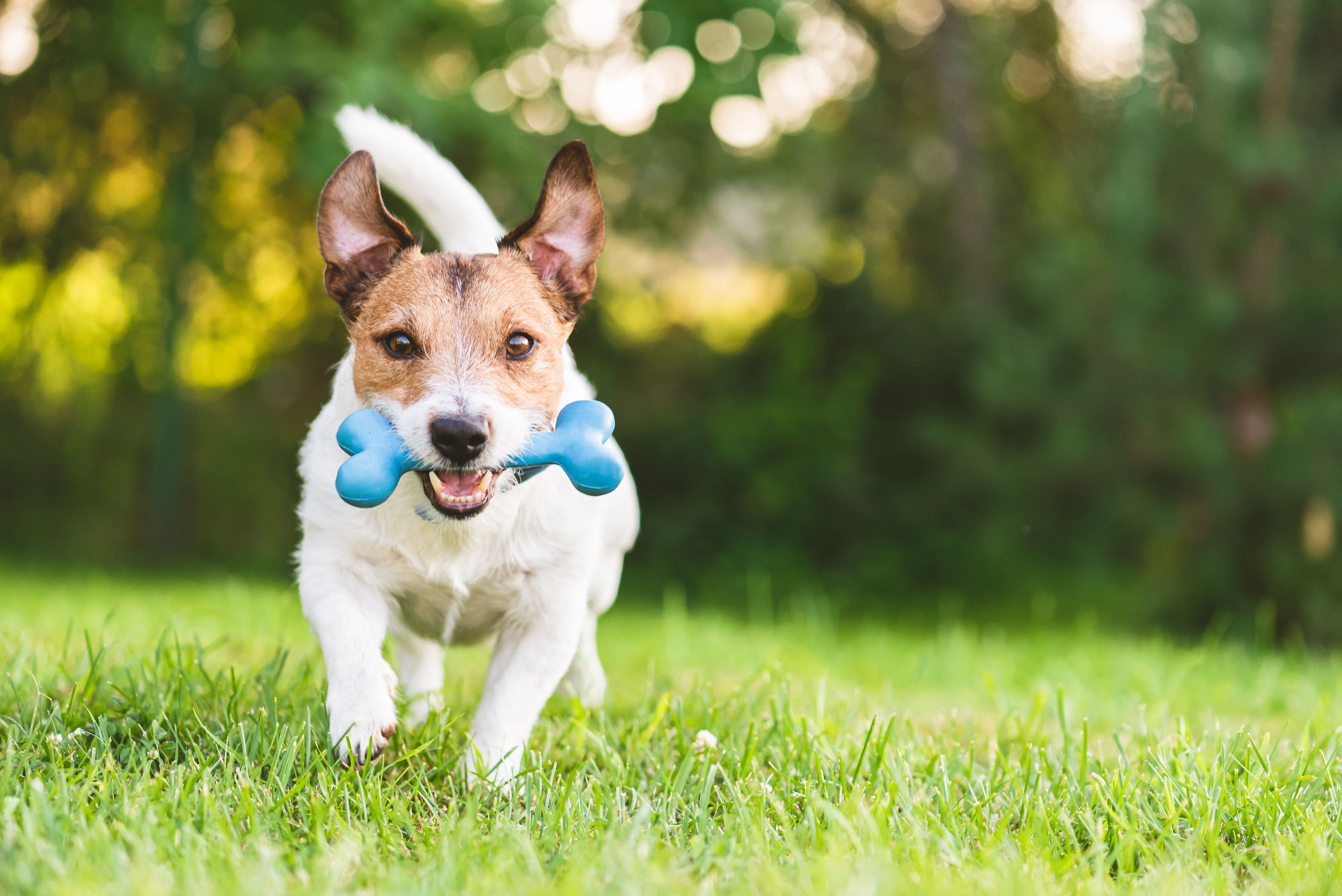 summer pet care