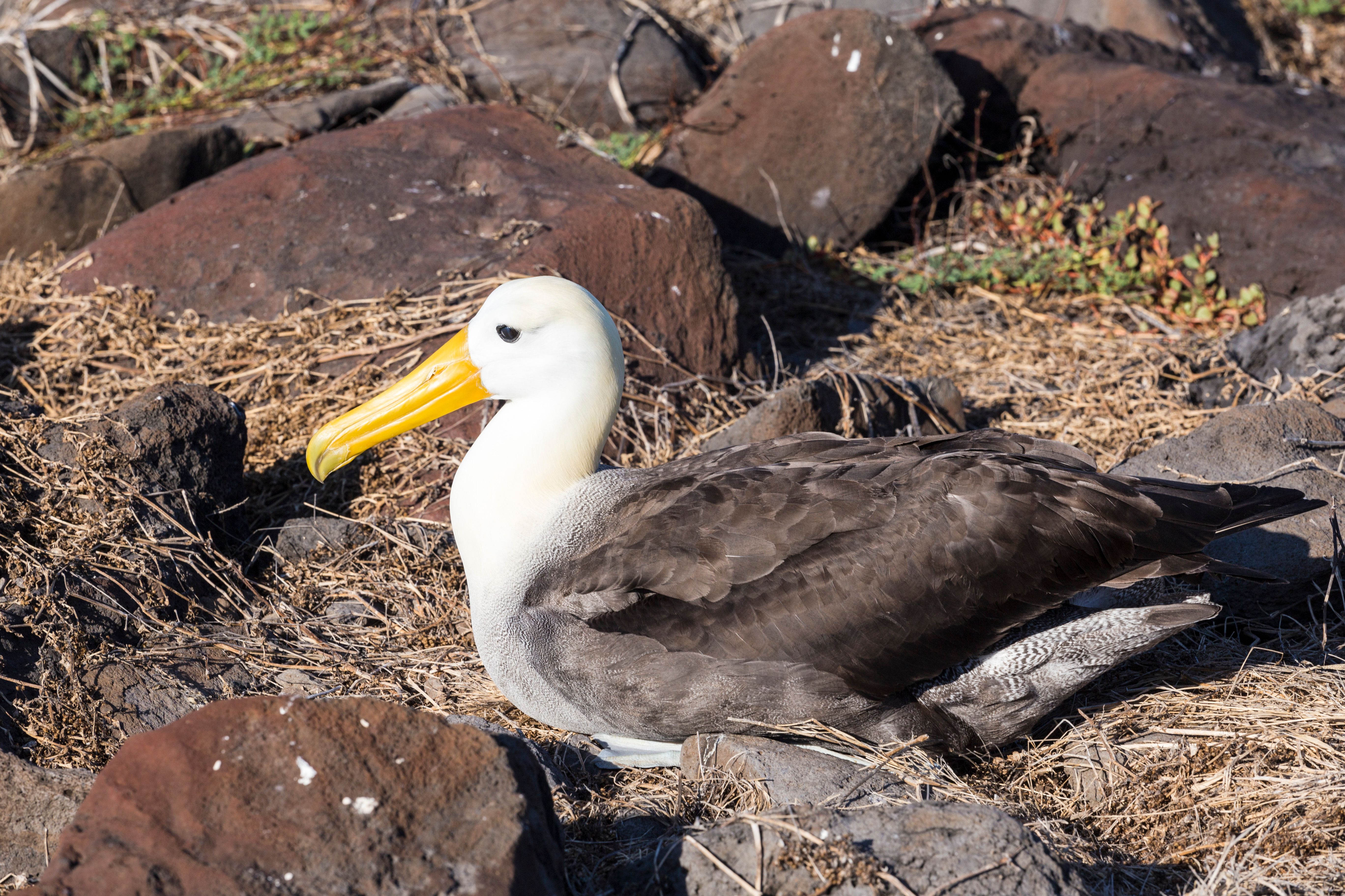 espanola neighborhood