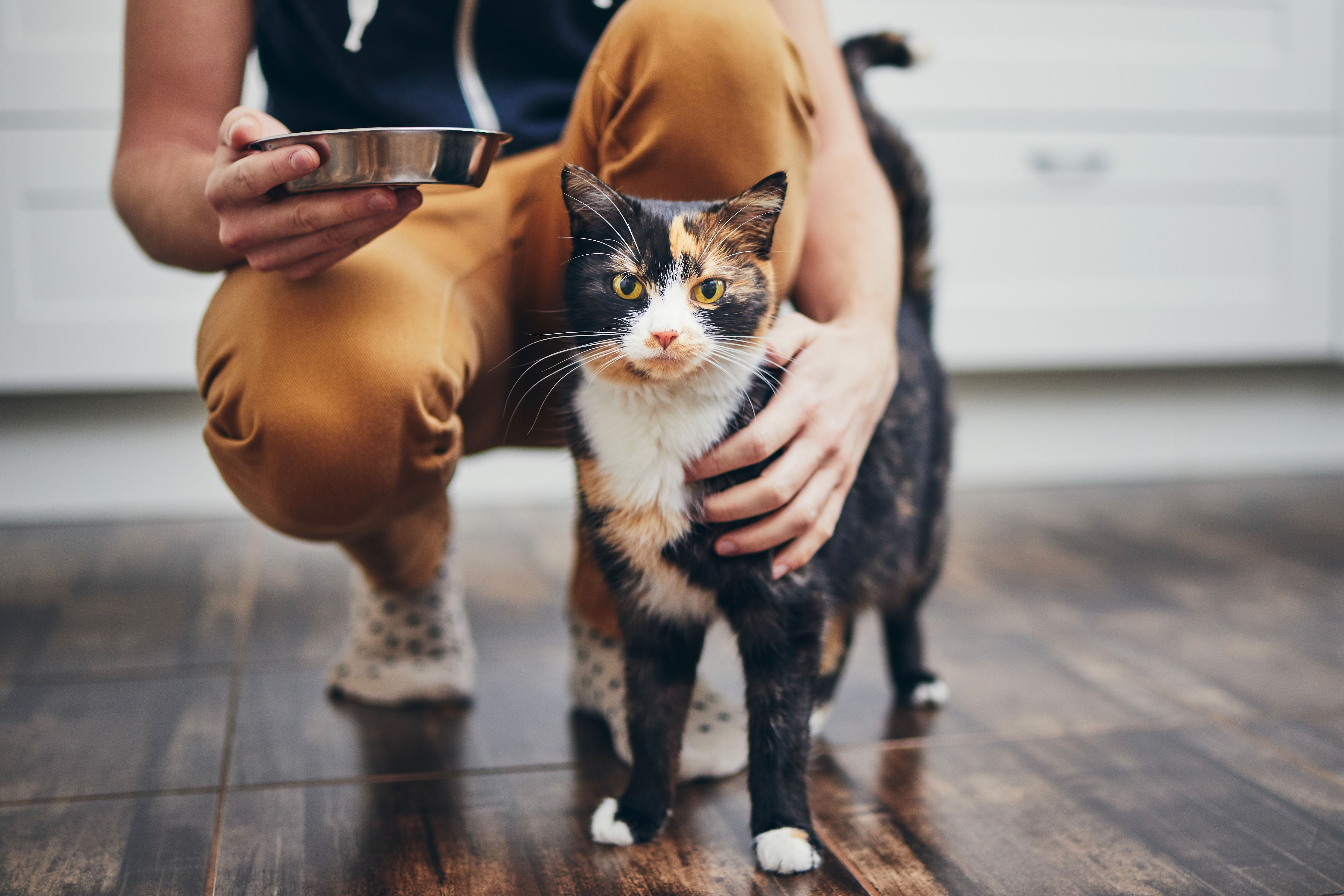 pet feeding