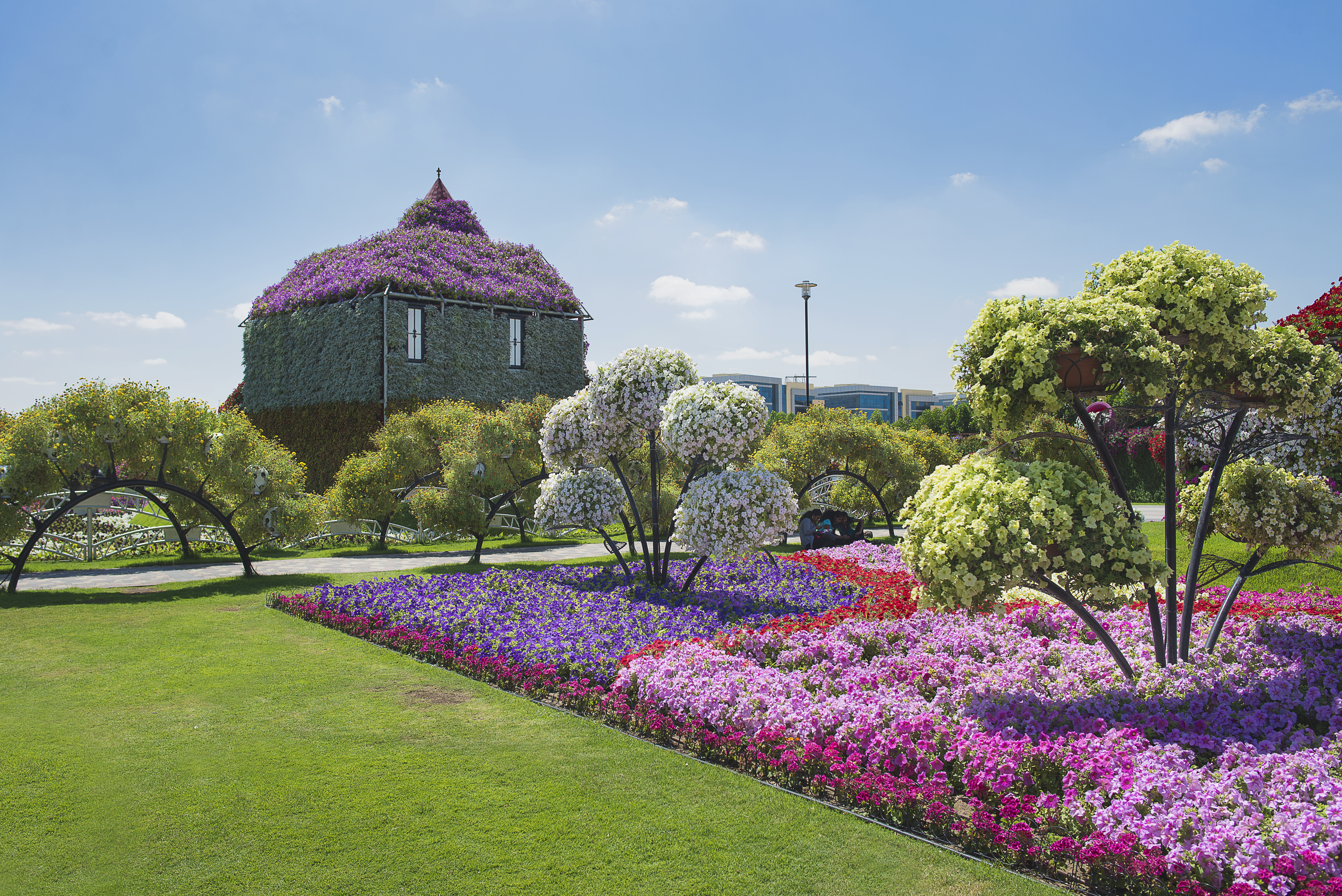 petunias in the Miracle Garden