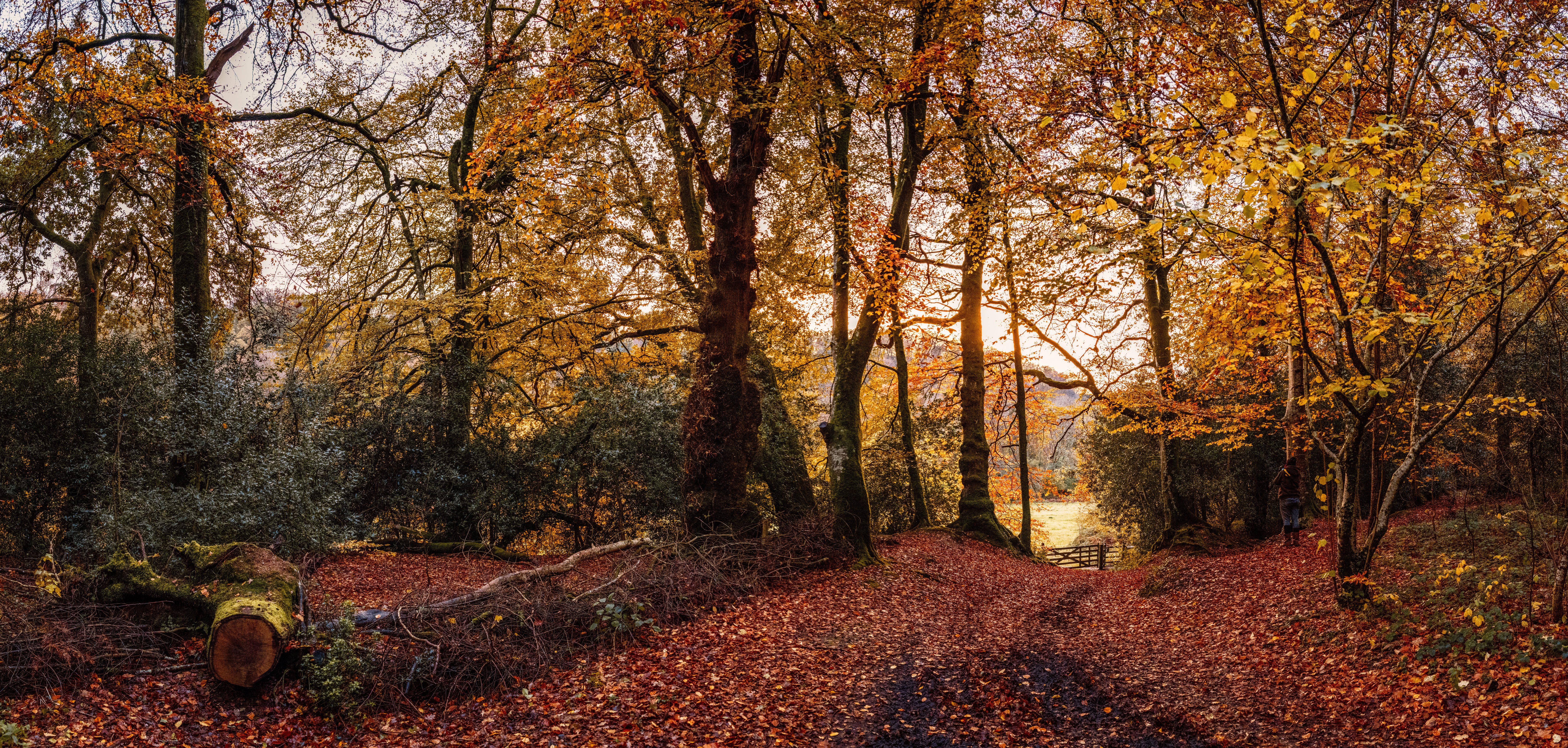 autumn forest devon