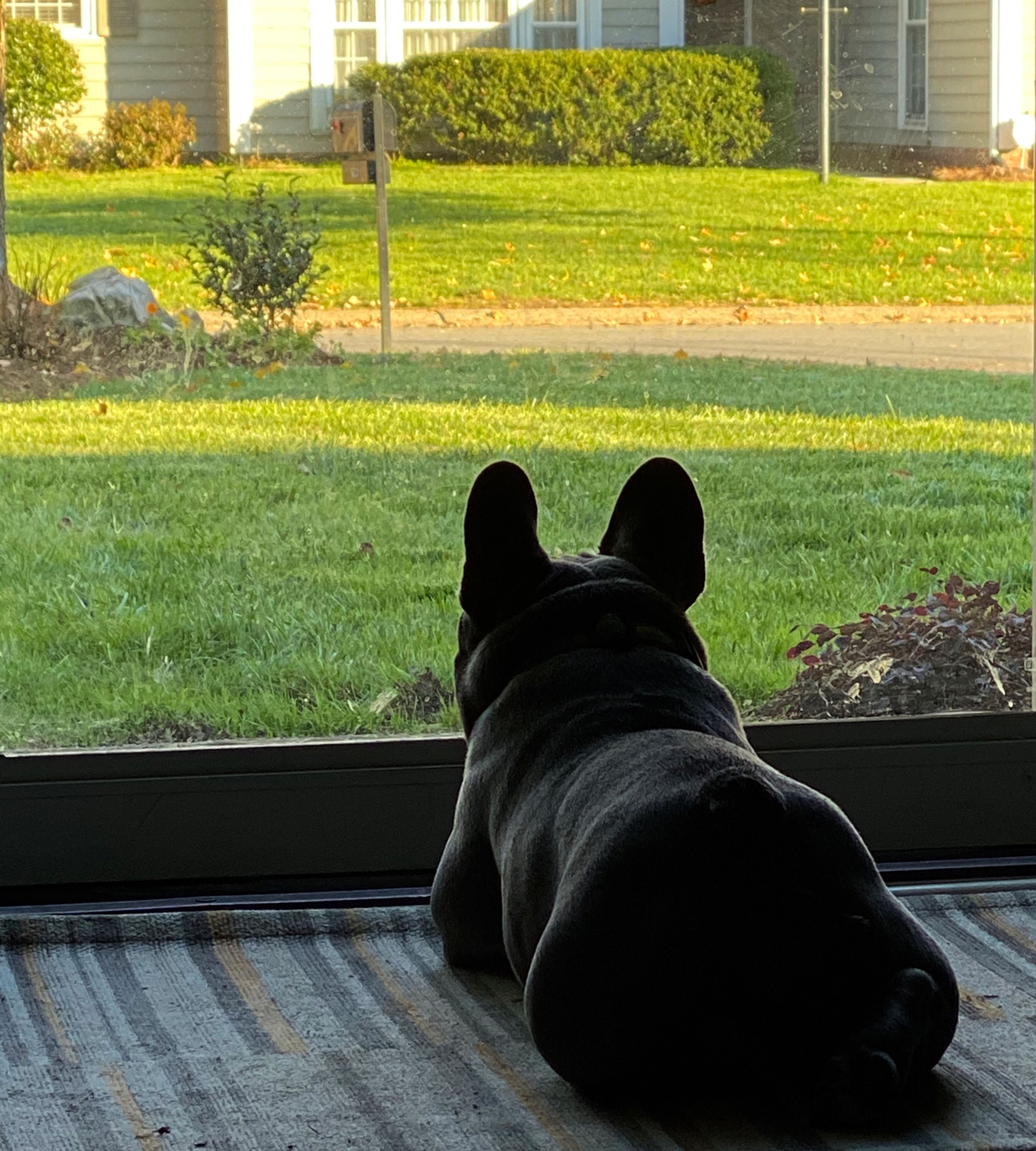 French Bulldog 1 French Bulldog 1