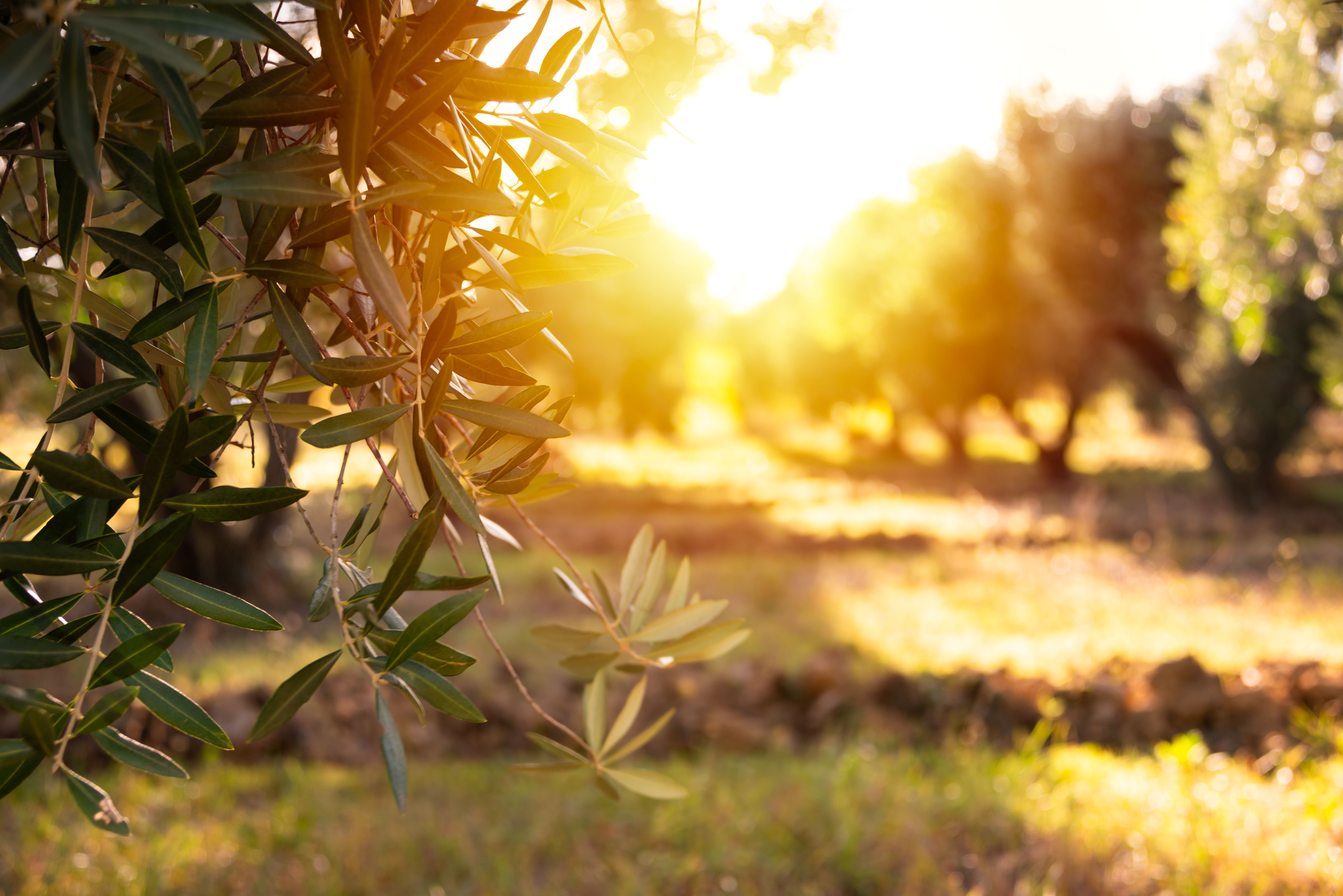 olive tree sunlight