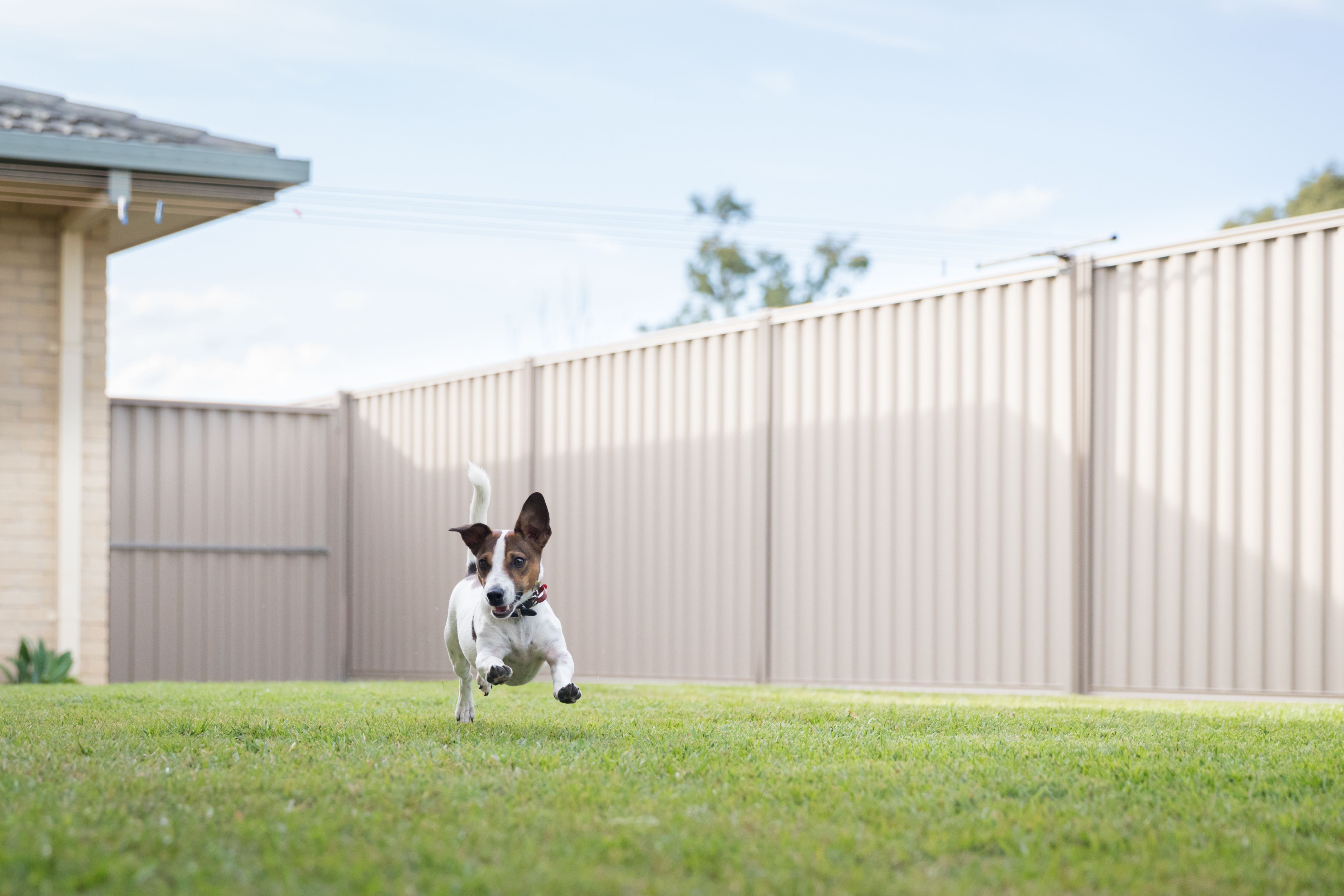 dog in backyard