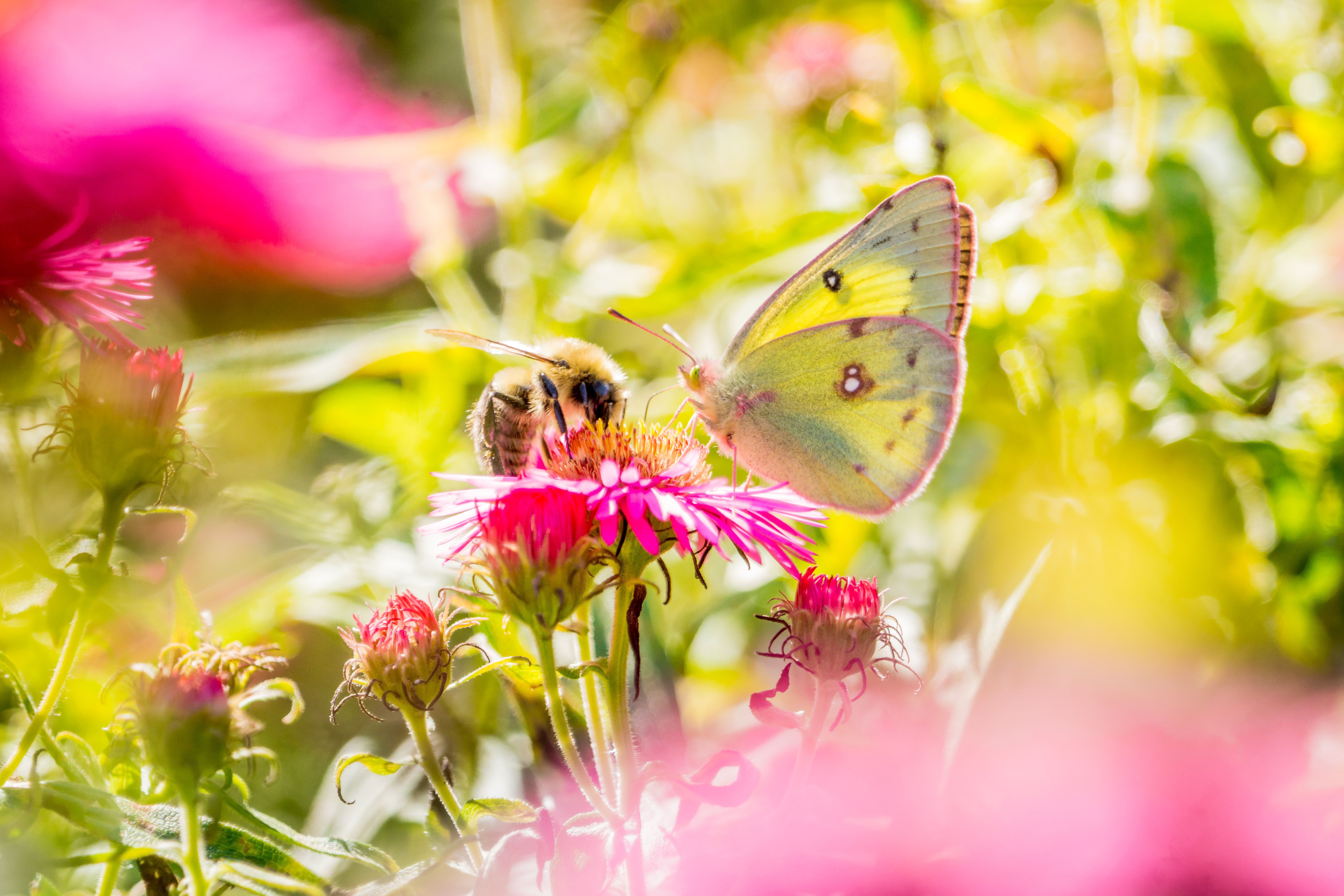 butterflies in garden