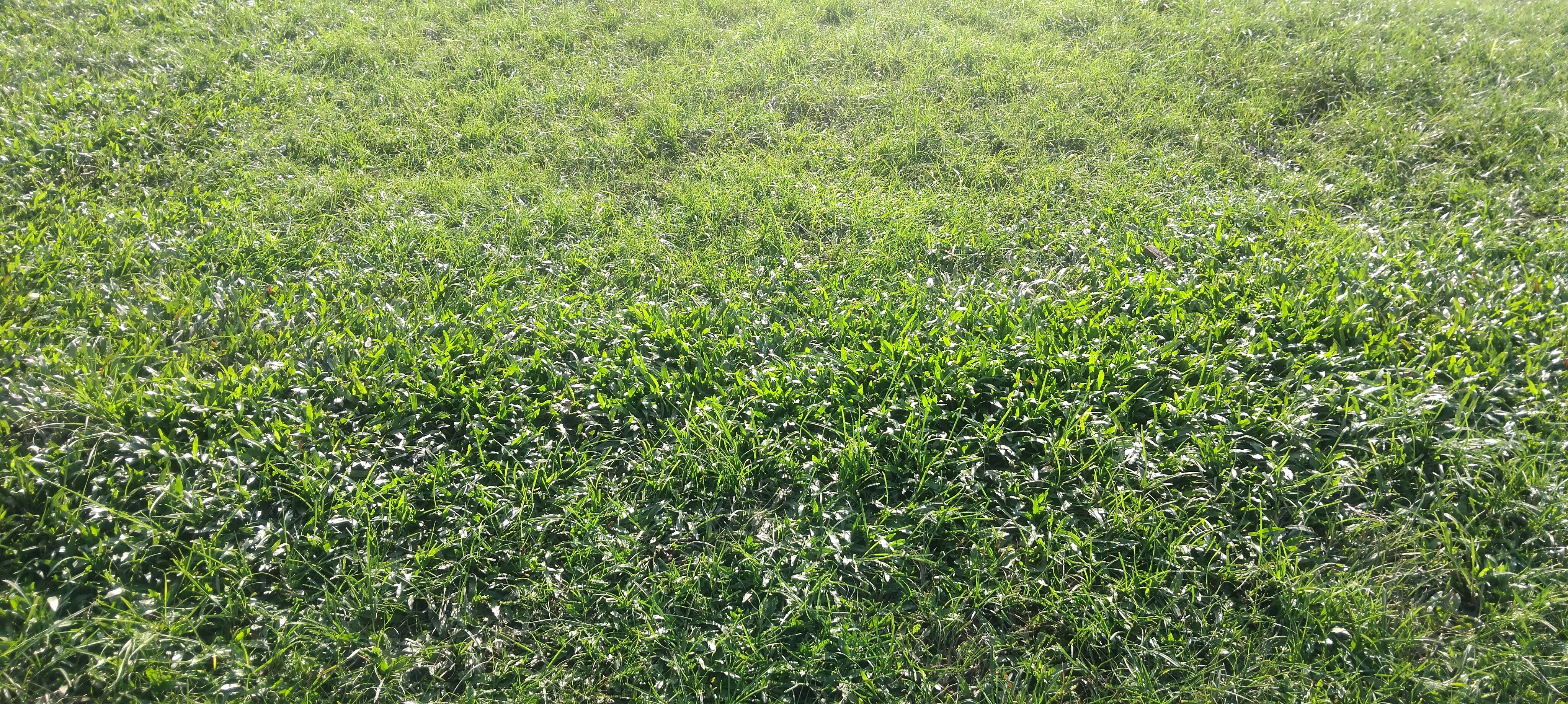 rainy football field