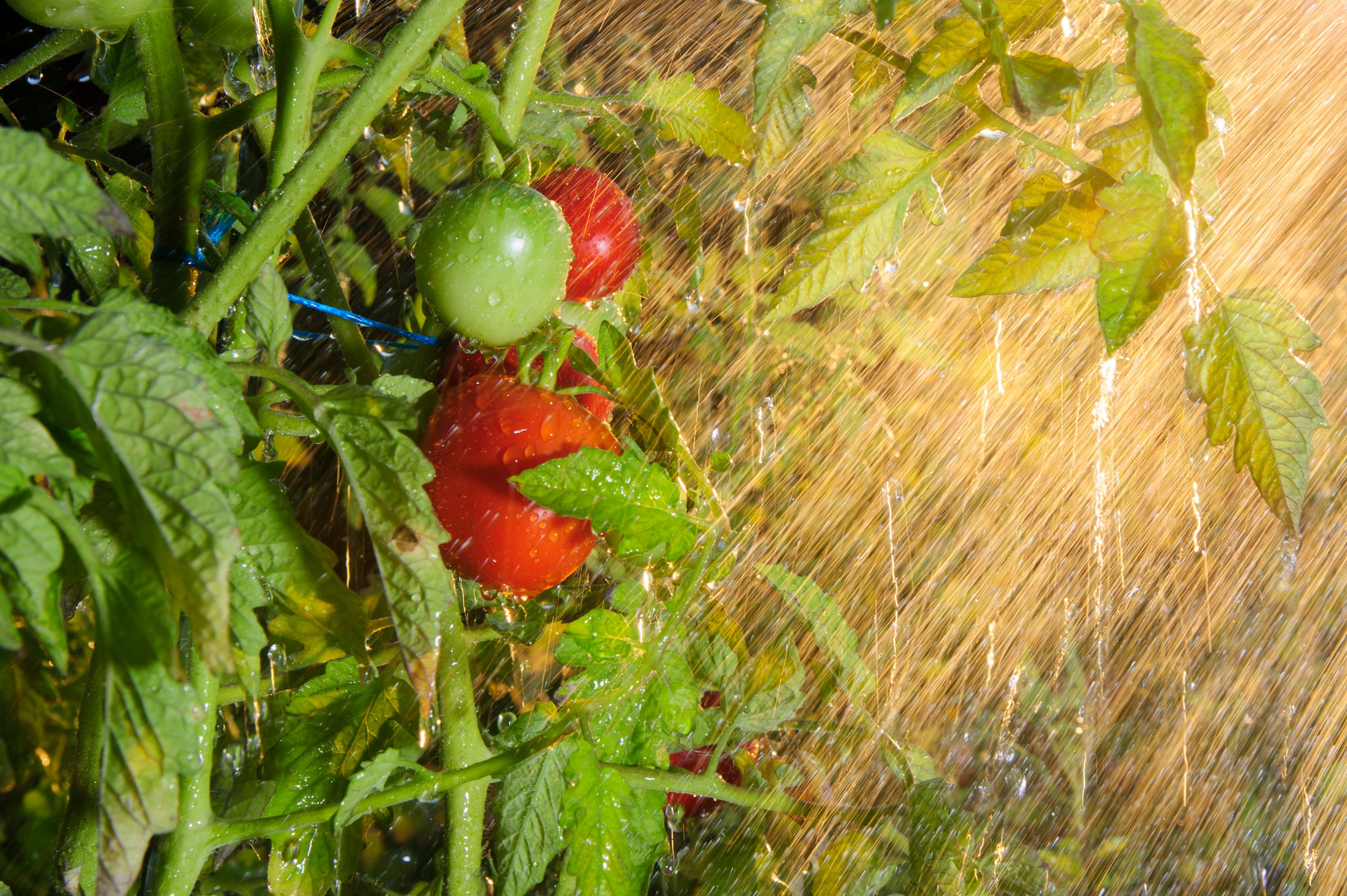 rainwater harvesting