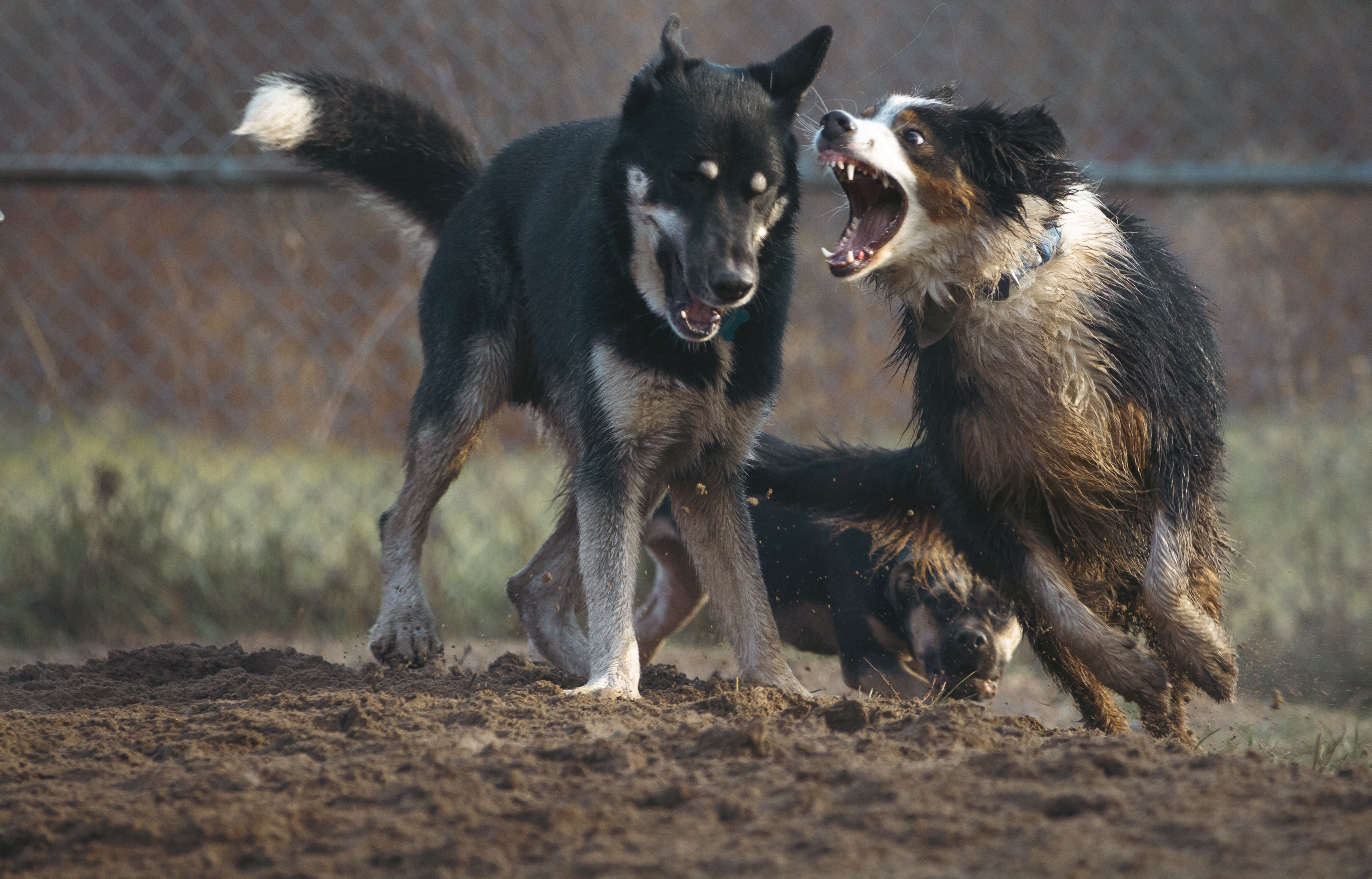 A dog lunges at his friend while they play A dog lunges at his friend while they play