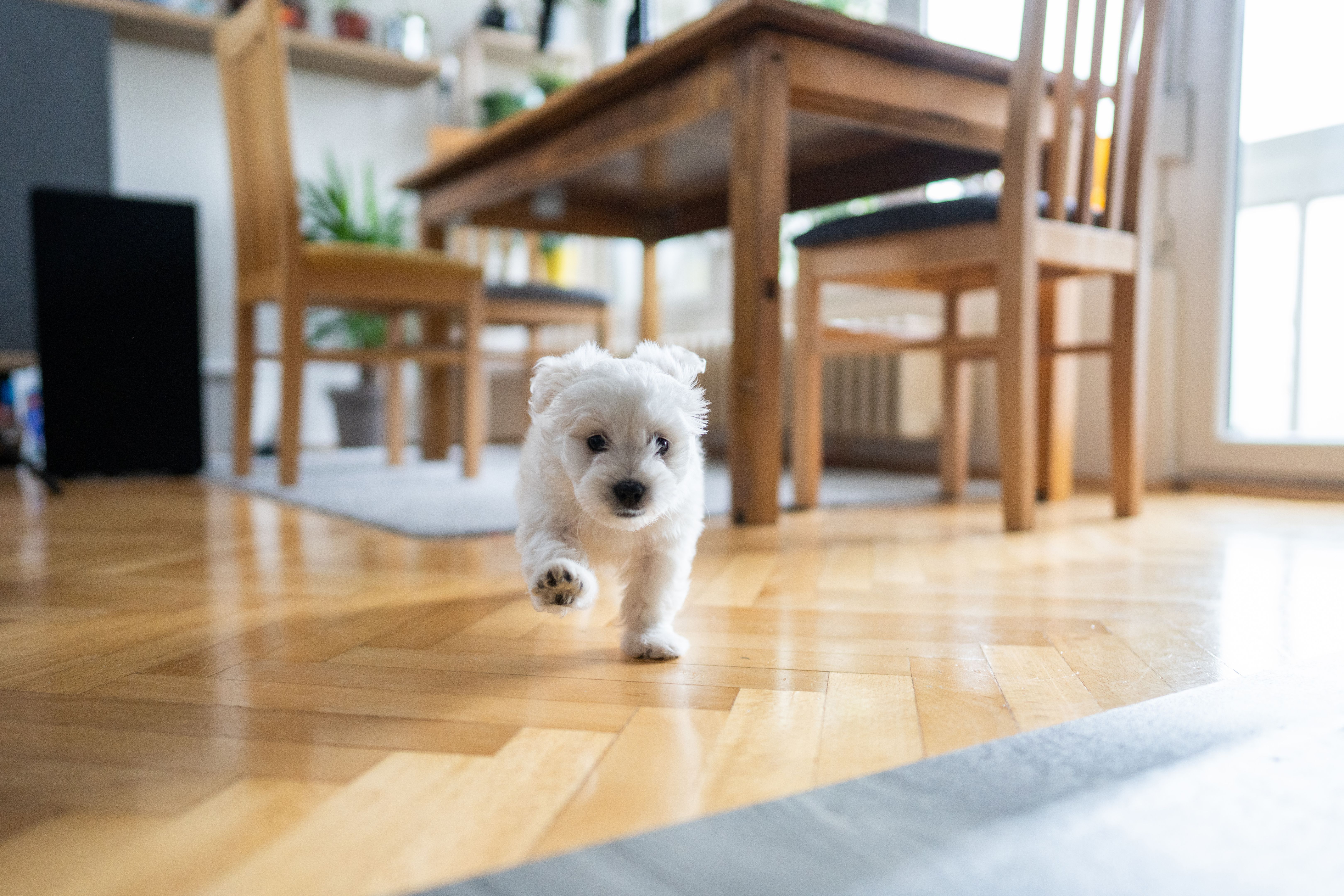 pet friendly flooring