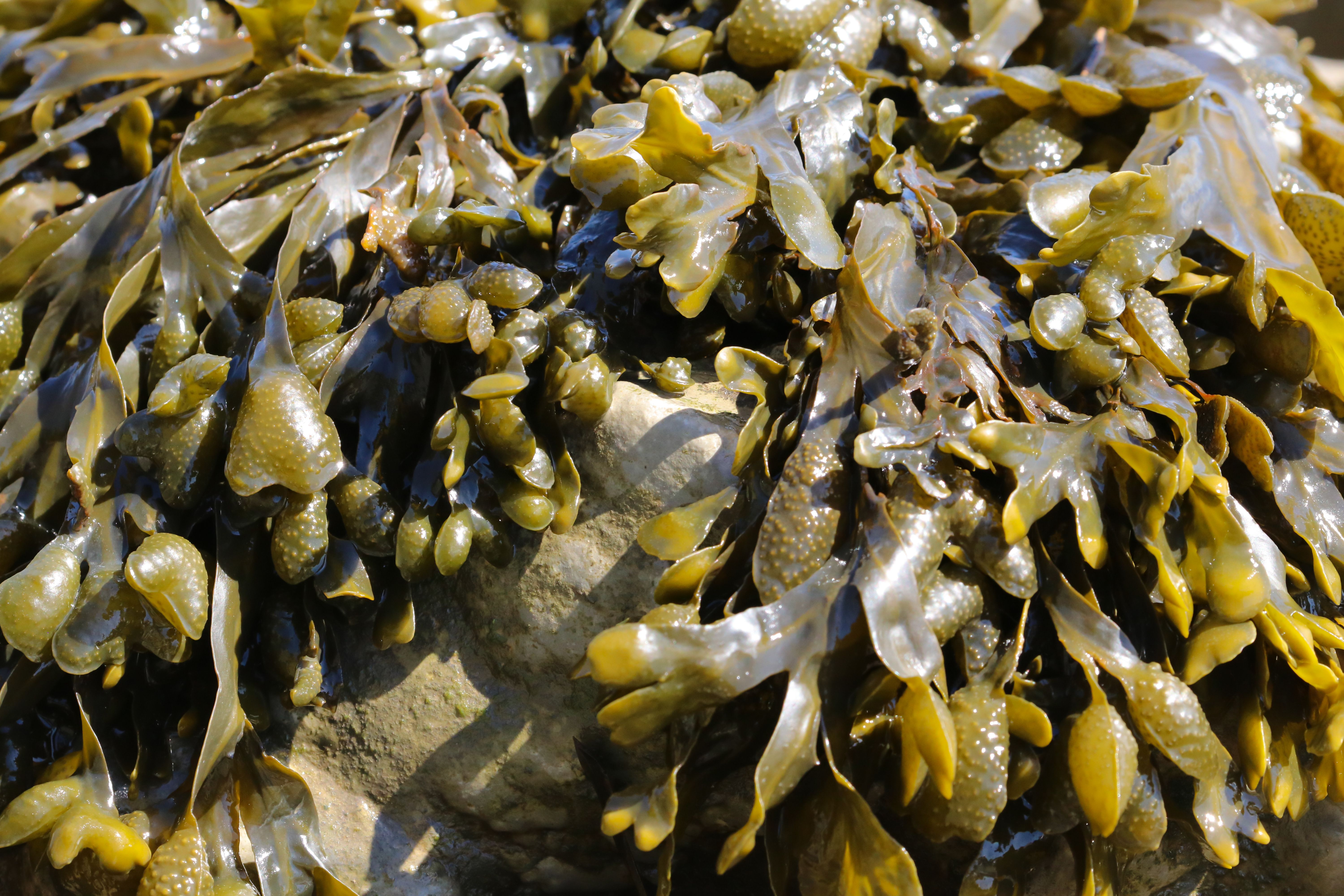 spiral wrack